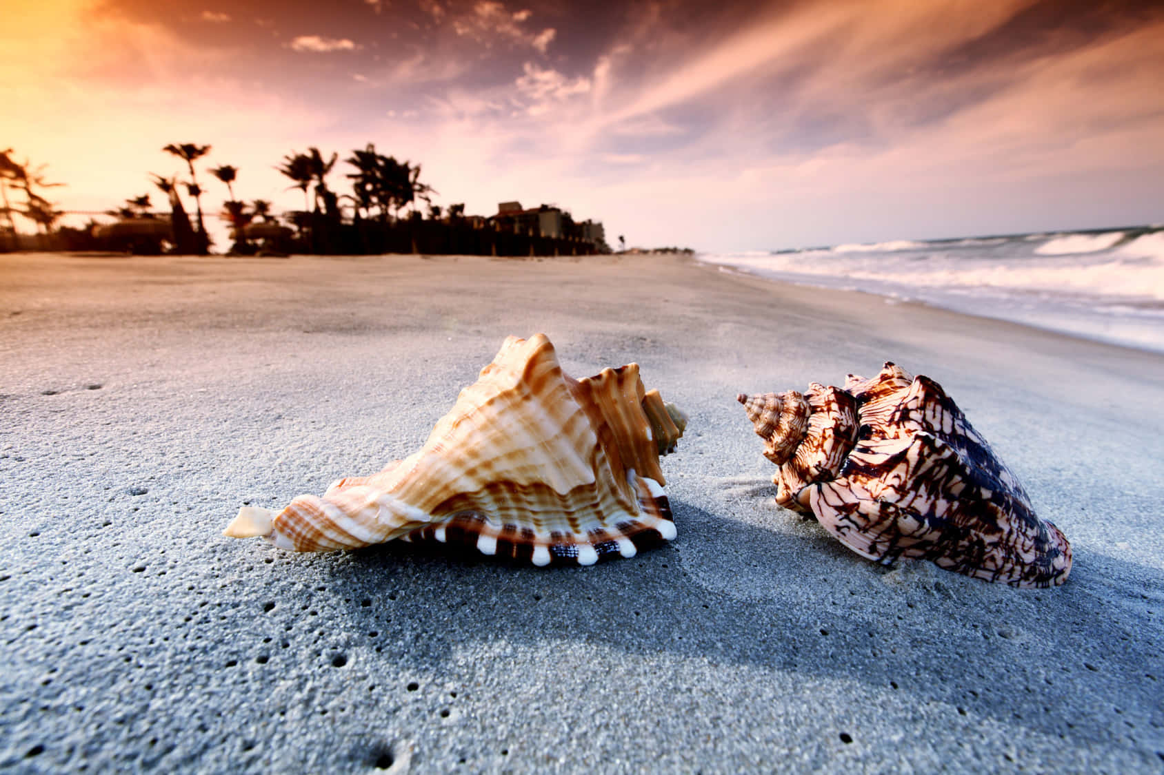 Seashell 桌布 壁紙 — 兩個精緻圖案的貝殼在日落時分躺在濕沙上，背景有棕櫚樹和海洋波浪。