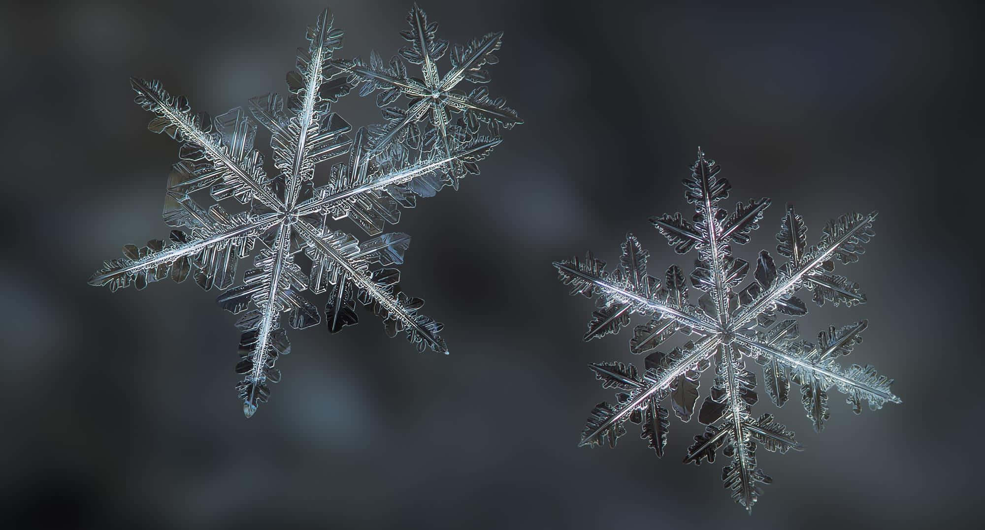 兩個細節豐富的雪花懸浮在空中，背景為深色。 — 雪花 GIF 壁紙