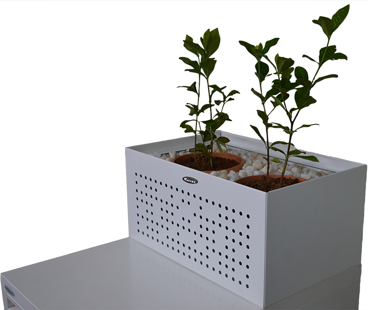 Plant 桌布 壁紙 — 兩個細小的綠色植物在赤陶盆中，放在一個裝滿白色卵石的白色穿孔花盆裡，置於白色表面上，背景為黑色。