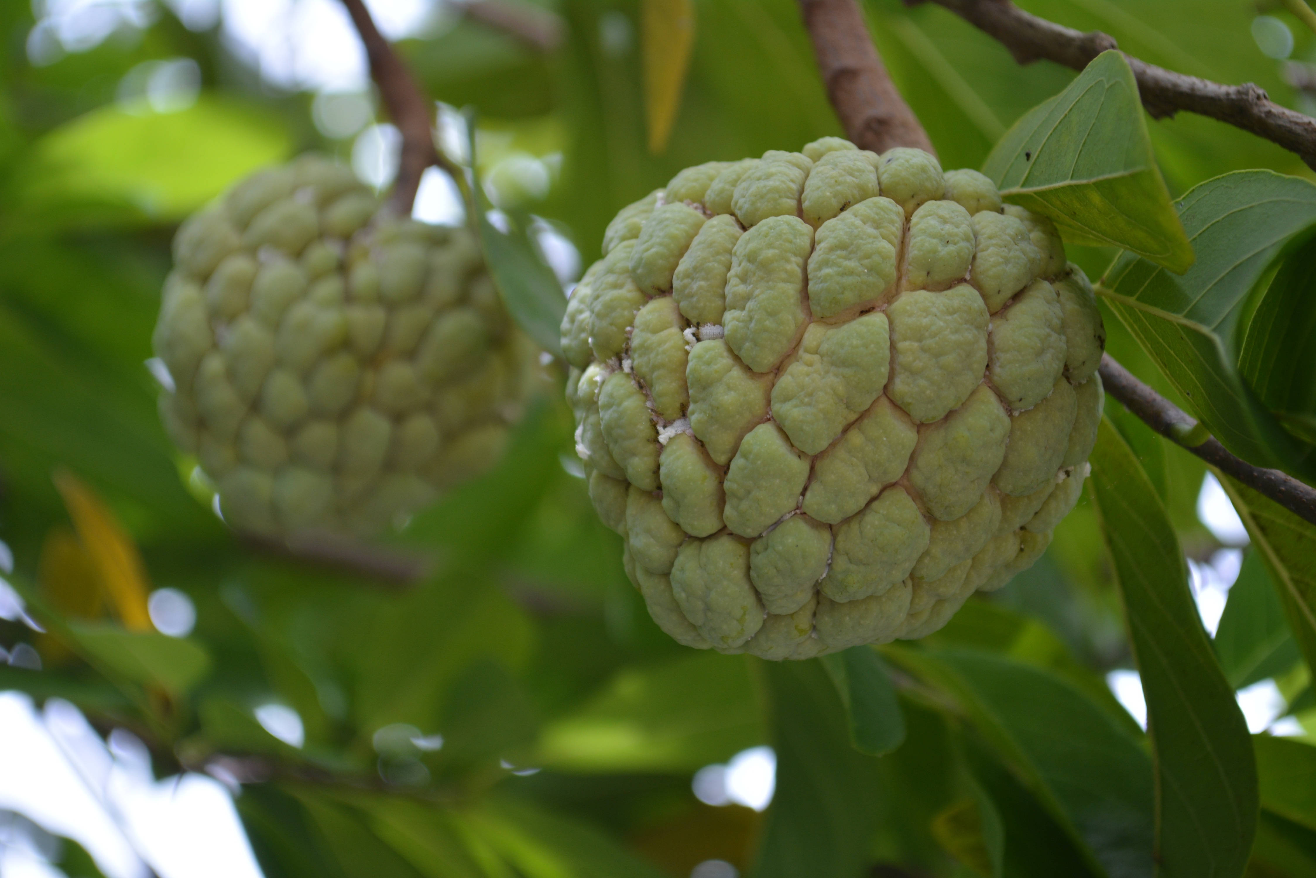 Fruit 桌布 壁紙 — 兩個綠色的牛油果蘋果掛在樹枝上，周圍是茂盛的樹葉，在明亮的日光下。