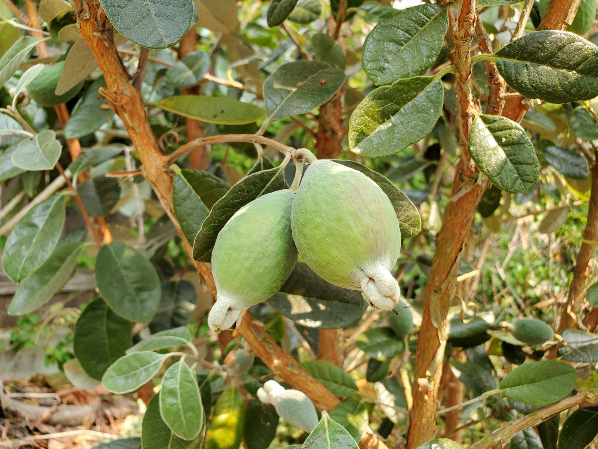 Fruit 桌布 壁紙 — 兩個綠色菲油果掛在枝葉茂密的樹枝上，樹枝有褐色莖和光澤葉片，在明亮的陽光下。