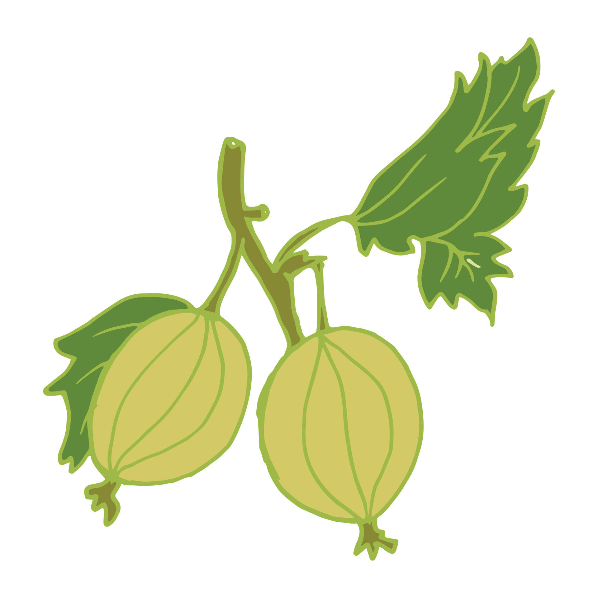 Fruits 桌布 壁紙 — 兩個綠色鵝莓掛在帶葉的莖上，簡單線條藝術插圖。