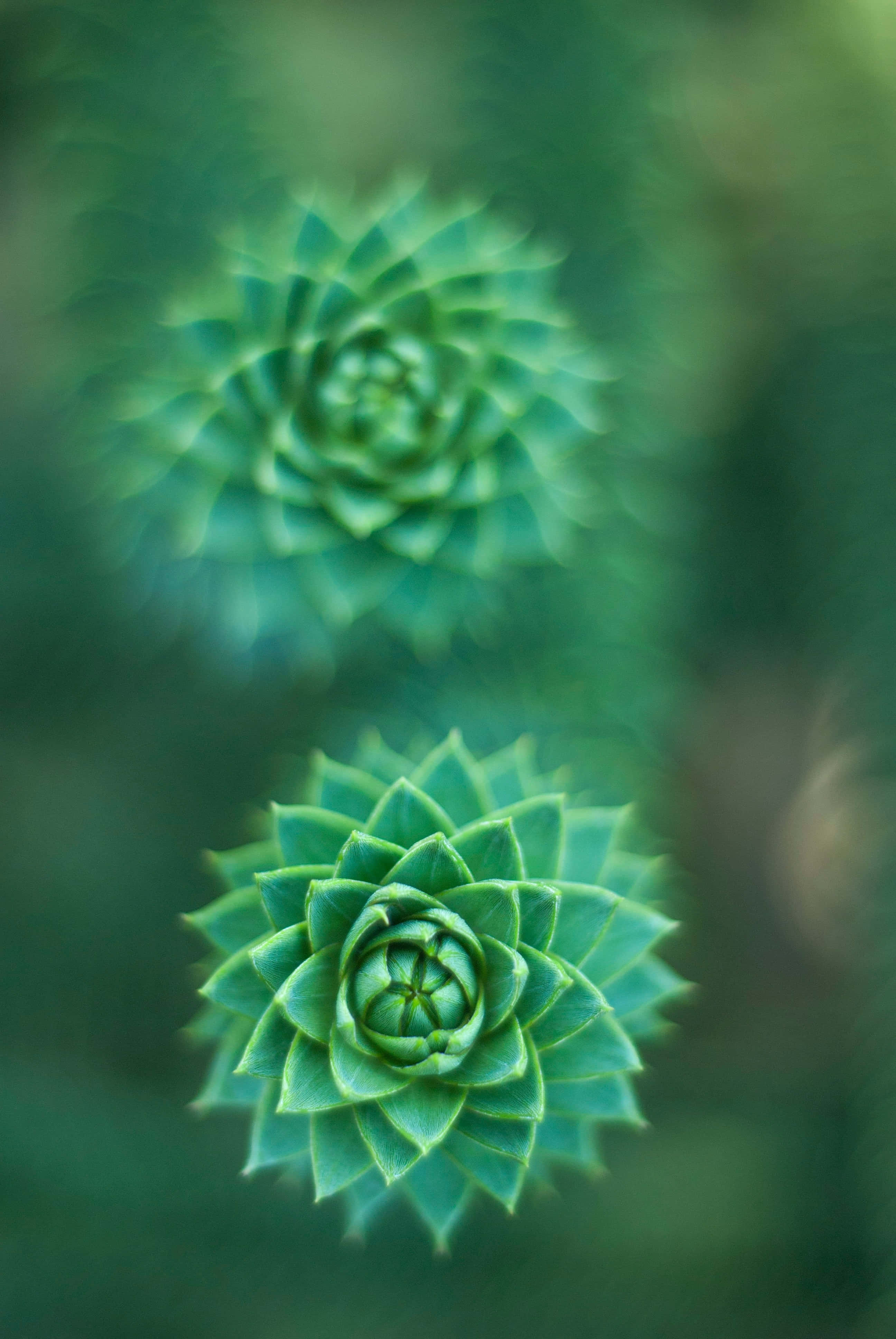 succulent 桌布 壁紙 — 兩個螺旋狀的綠色多肉植物蓮座，在柔和的模糊綠色背景下清晰對焦。