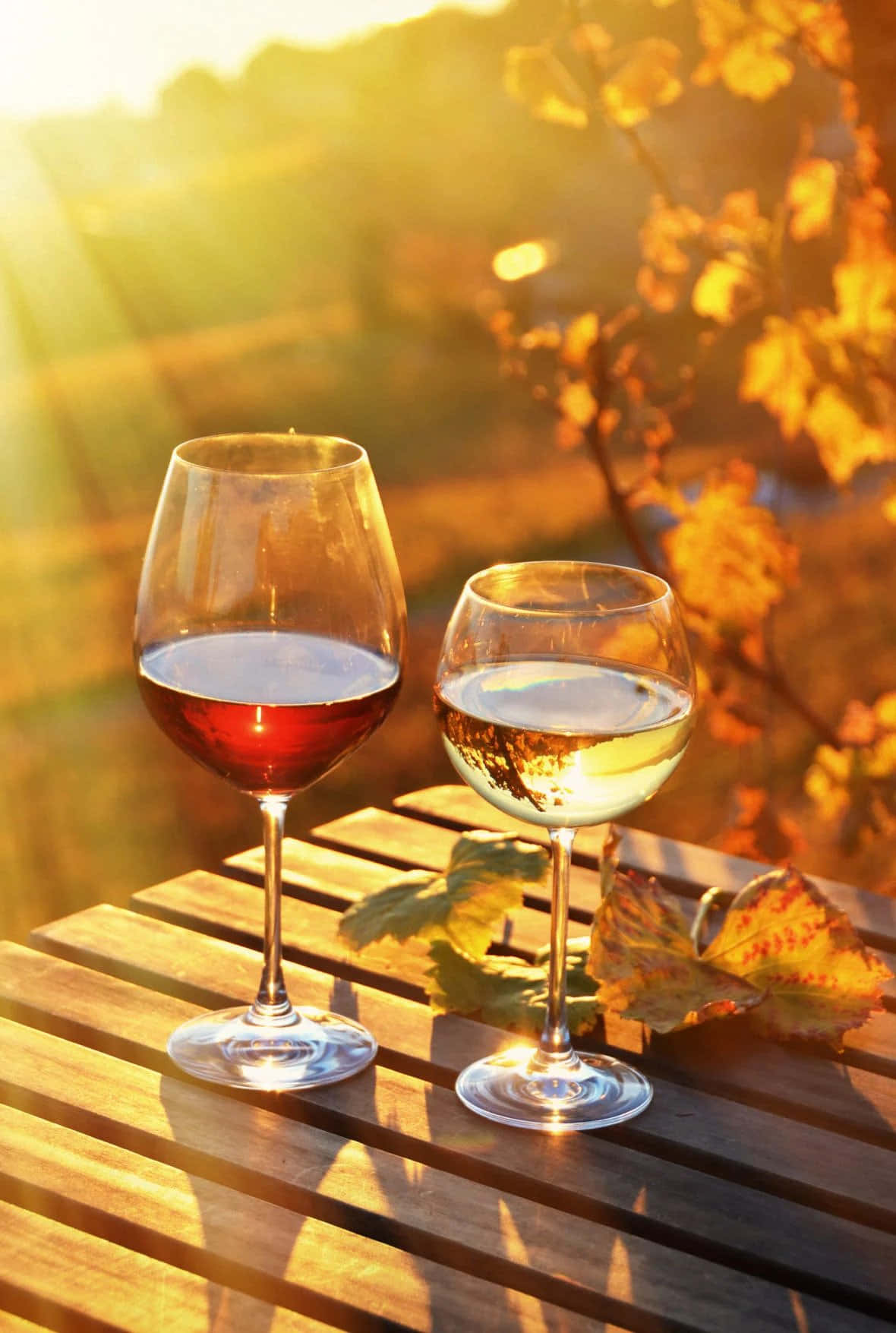 葡萄酒 桌布 壁紙 — 兩個裝滿紅酒和白酒的酒杯放在一張木桌上，沐浴在金色的日落光線中，伴有秋葉。