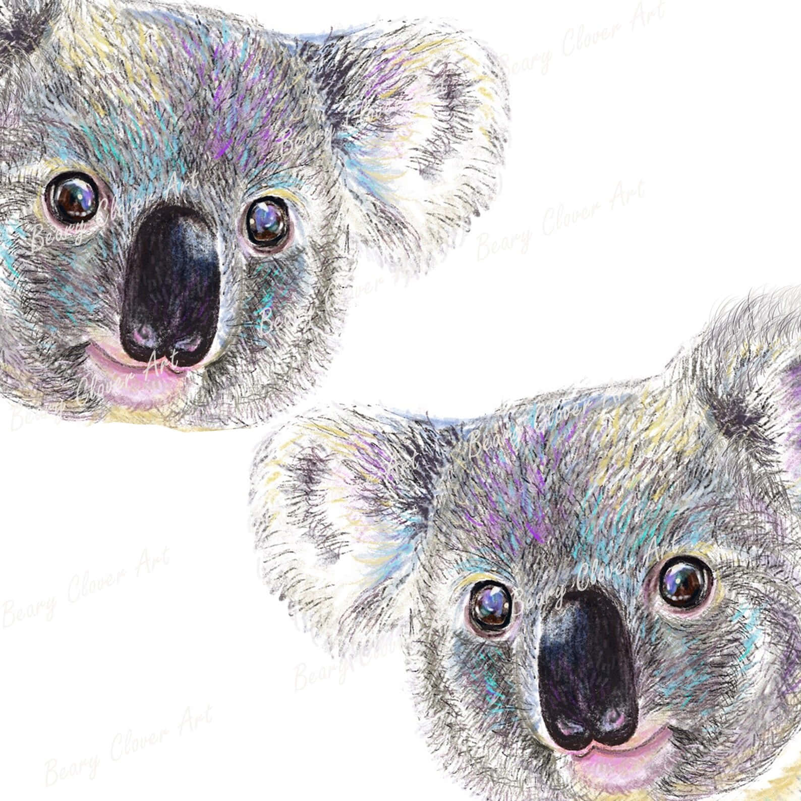Koala 桌布 壁紙 — 兩個詳細的無尾熊面孔，帶有柔軟的灰色毛皮和色彩繽紛的柔和色調高光，在潔白的背景上向上凝視。