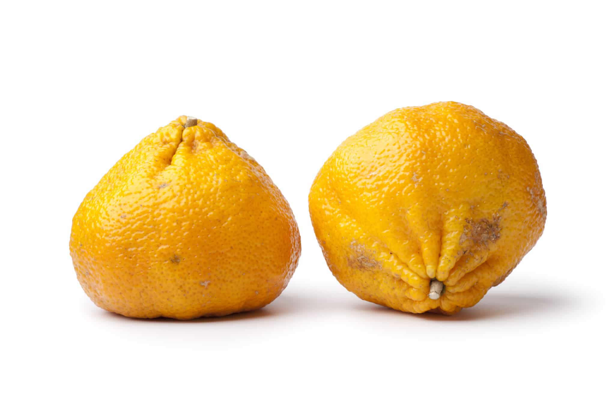 Fruits 桌布 壁紙 — 兩個質感粗糙的黃色柑橘類水果並排放在乾淨的白色背景上。