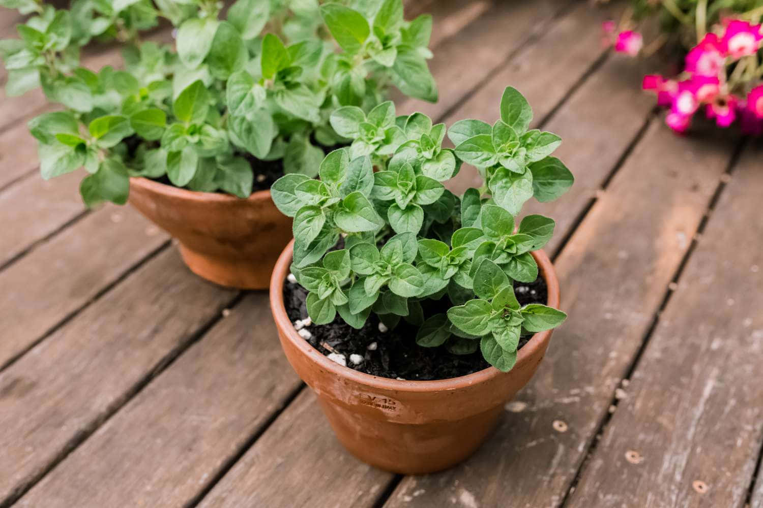 Plant 桌布 壁紙 — 兩個赤陶花盆種滿翠綠香草，放在經風化的木板上，旁邊有鮮豔的粉紅色花朵。