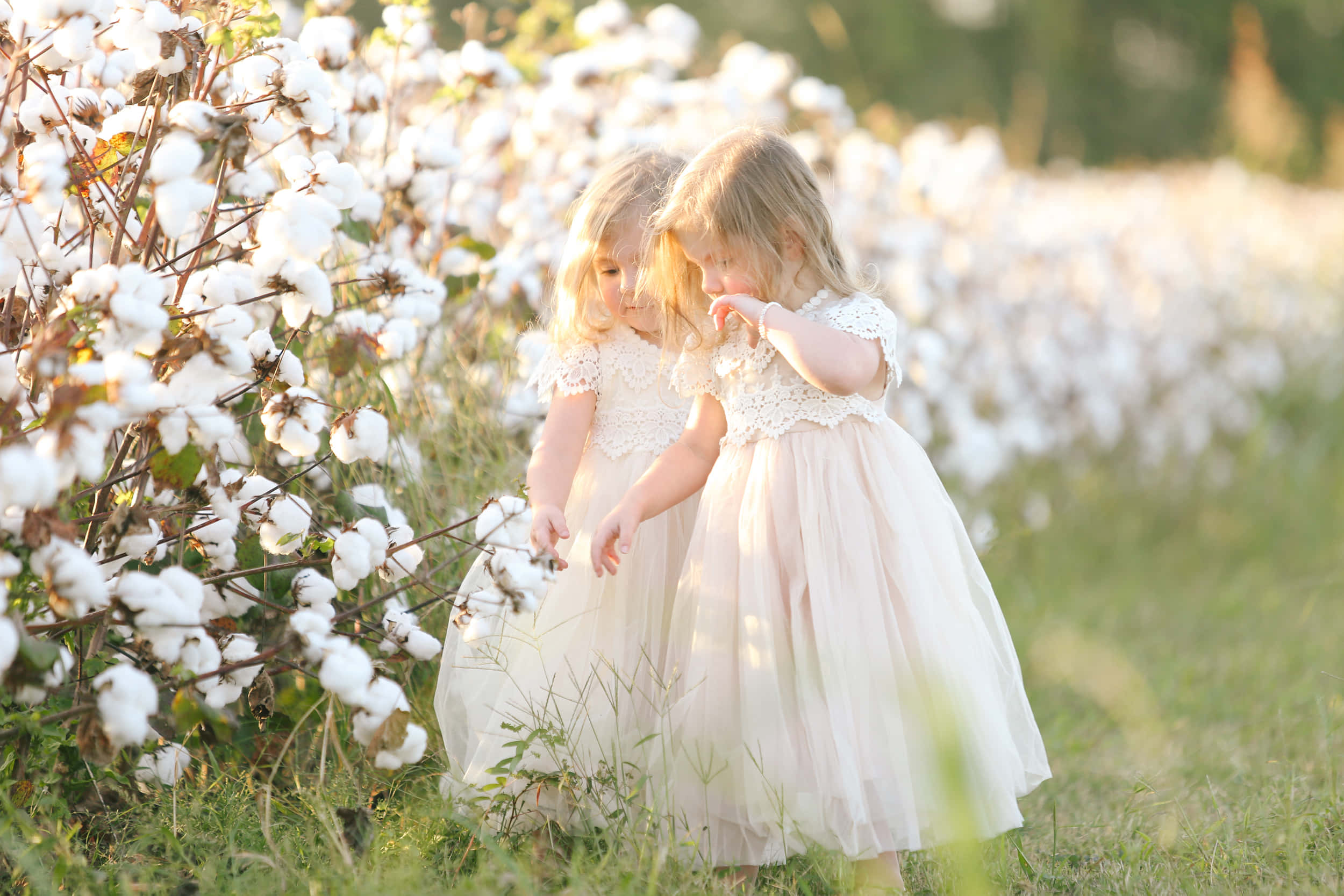 Cotton Field 桌布 壁紙 — 兩個身穿飄逸白色連衣裙的小女孩在陽光明媚的田野中輕輕觸摸蓬鬆的棉桃。