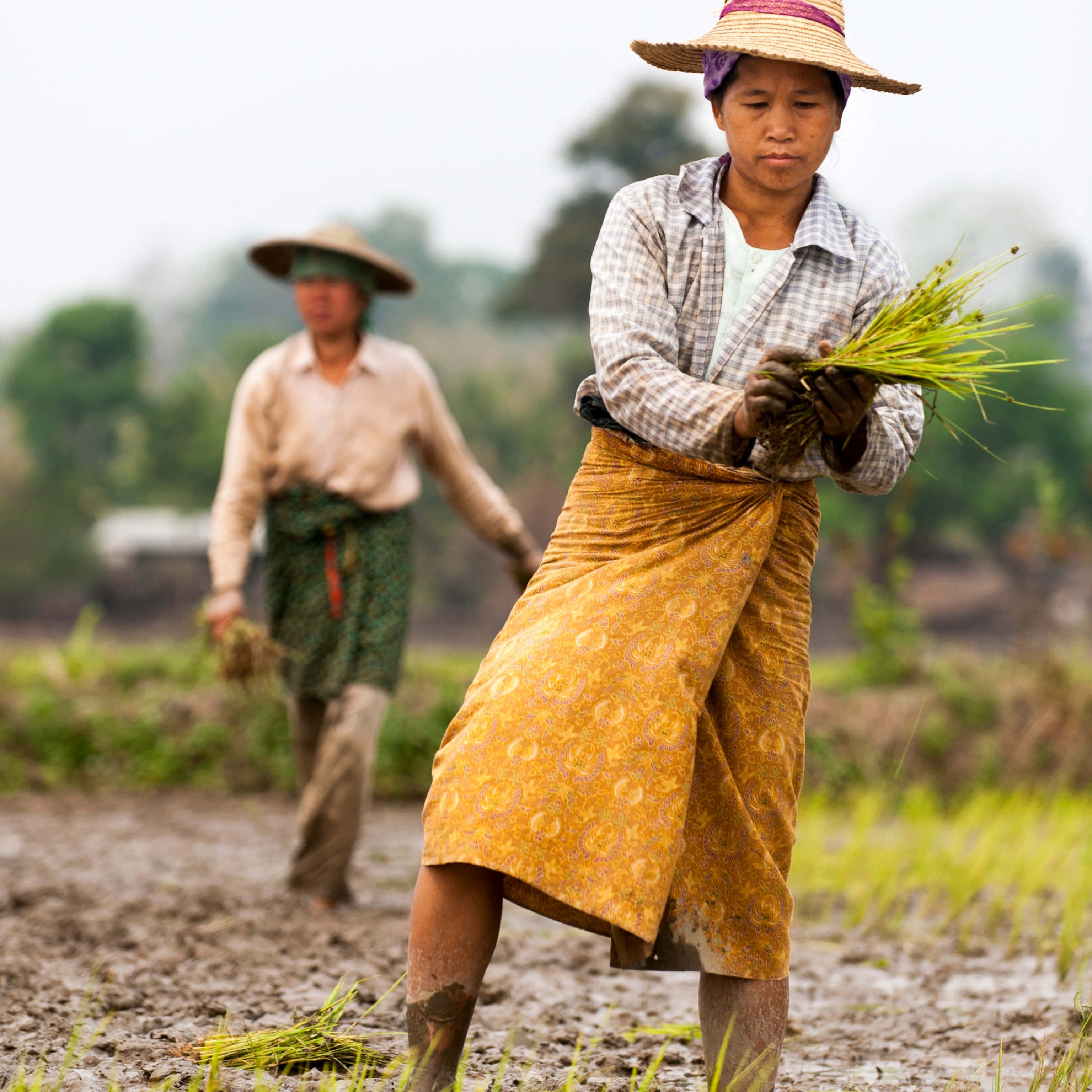 Farmer 桌布 壁紙 — 兩個農夫在泥濘的水田裡工作，在陰天種植嫩綠的秧苗。