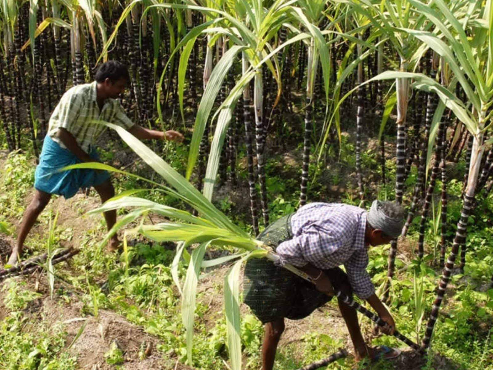 Farmer 桌布 壁紙 — 兩個農夫在陽光明媚的田野裡，在明亮的日光下收割高大的甘蔗莖。