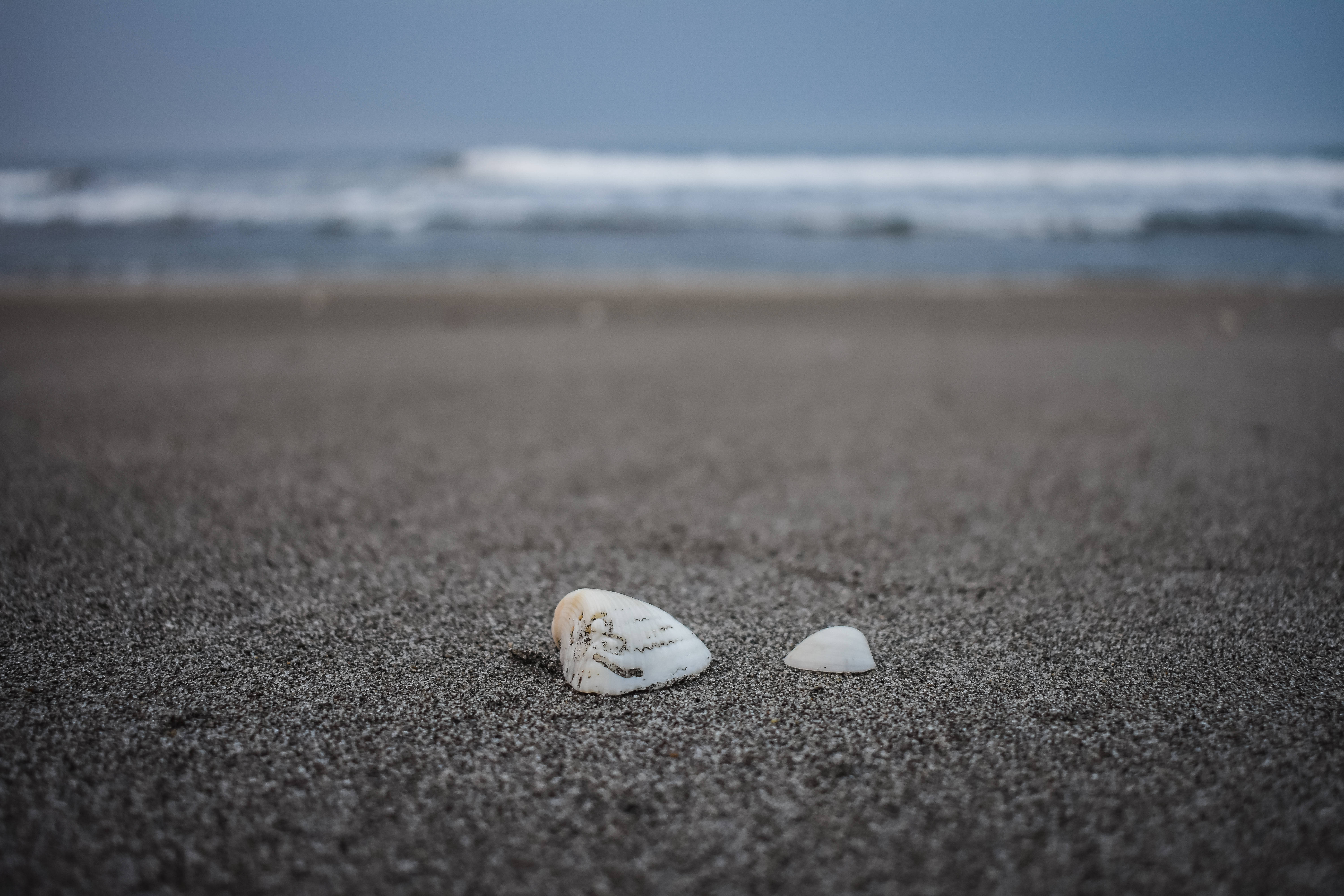 El Salvador 桌布 壁紙 — 兩個風化的貝殼躺在深色火山沙上，背景是模糊的海浪翻滾。