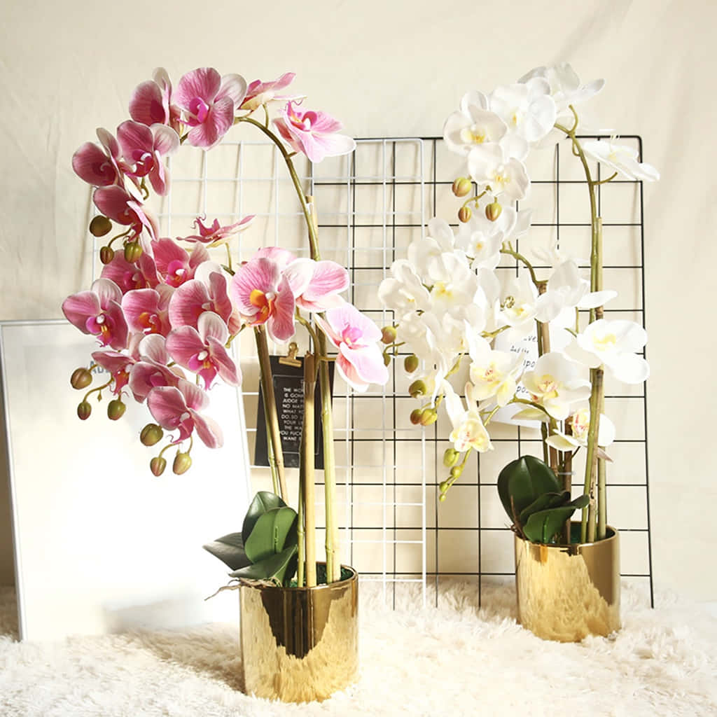 Orchid Flower 桌布 壁紙 — 兩個高身蘭花擺設在金色花盆中，在白色毛絨地毯上以鐵絲網背景襯托下綻放粉紅色和白色。