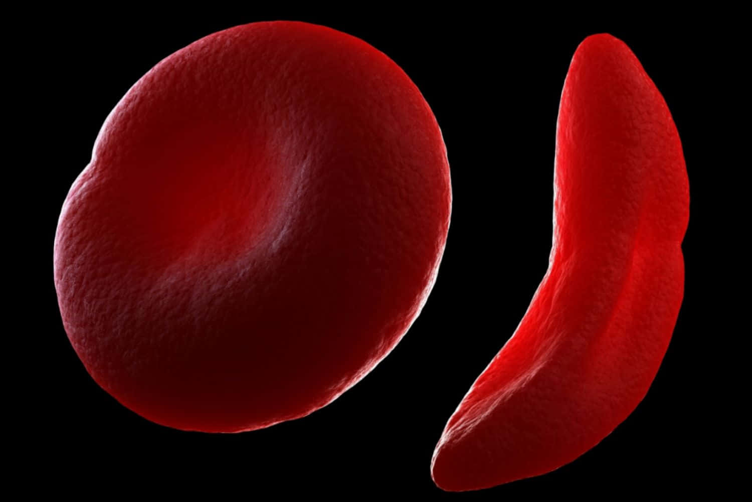Red Blood Cells 桌布 壁紙 — 兩個鮮紅的血細胞，一個圓形一個新月形，漂浮在純黑背景上。