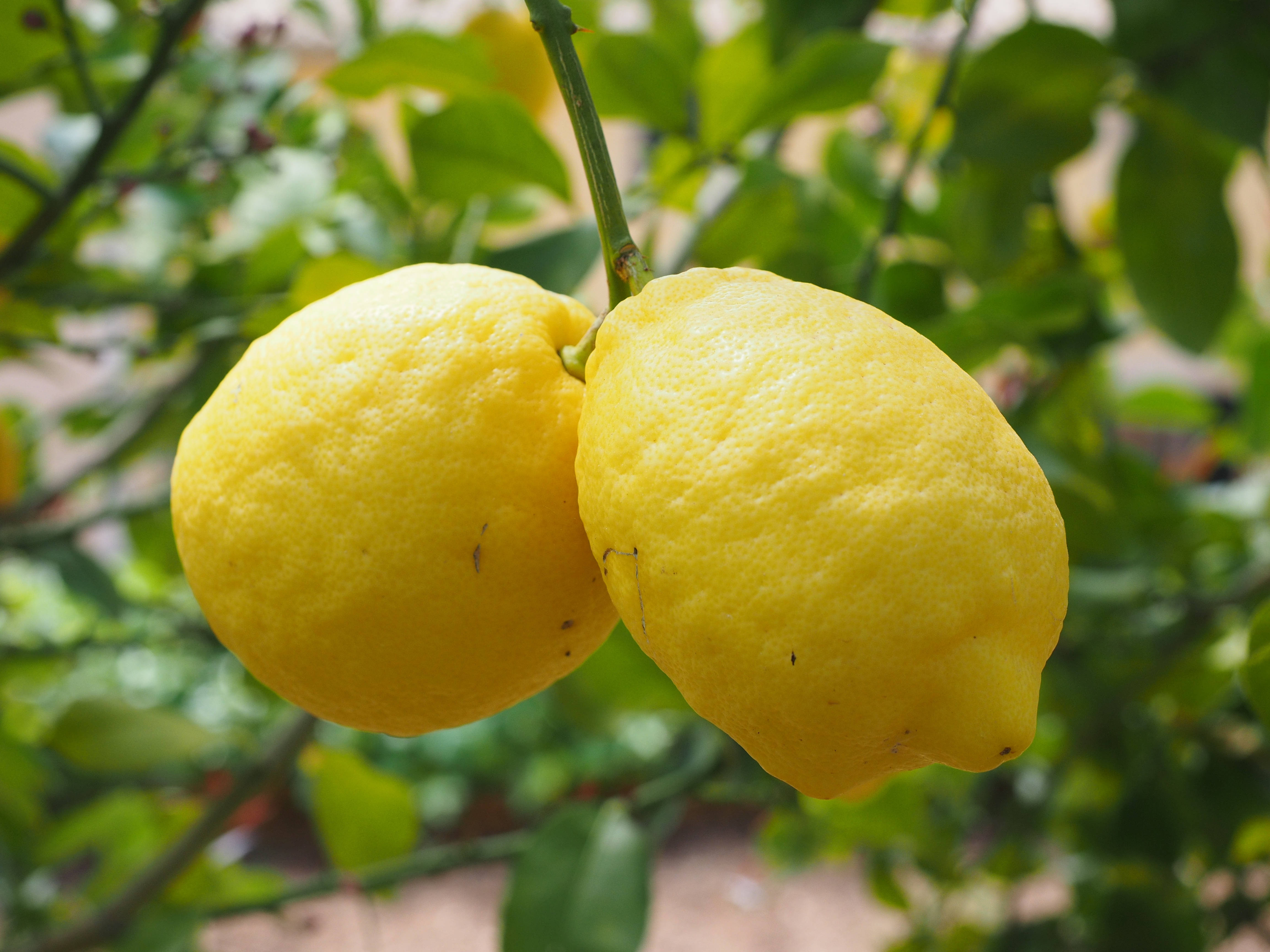 Fruits 桌布 壁紙 — 兩個鮮黃色的檸檬成熟且帶有紋理，掛在綠色的柑橘枝上，背景是柔和模糊的樹葉。