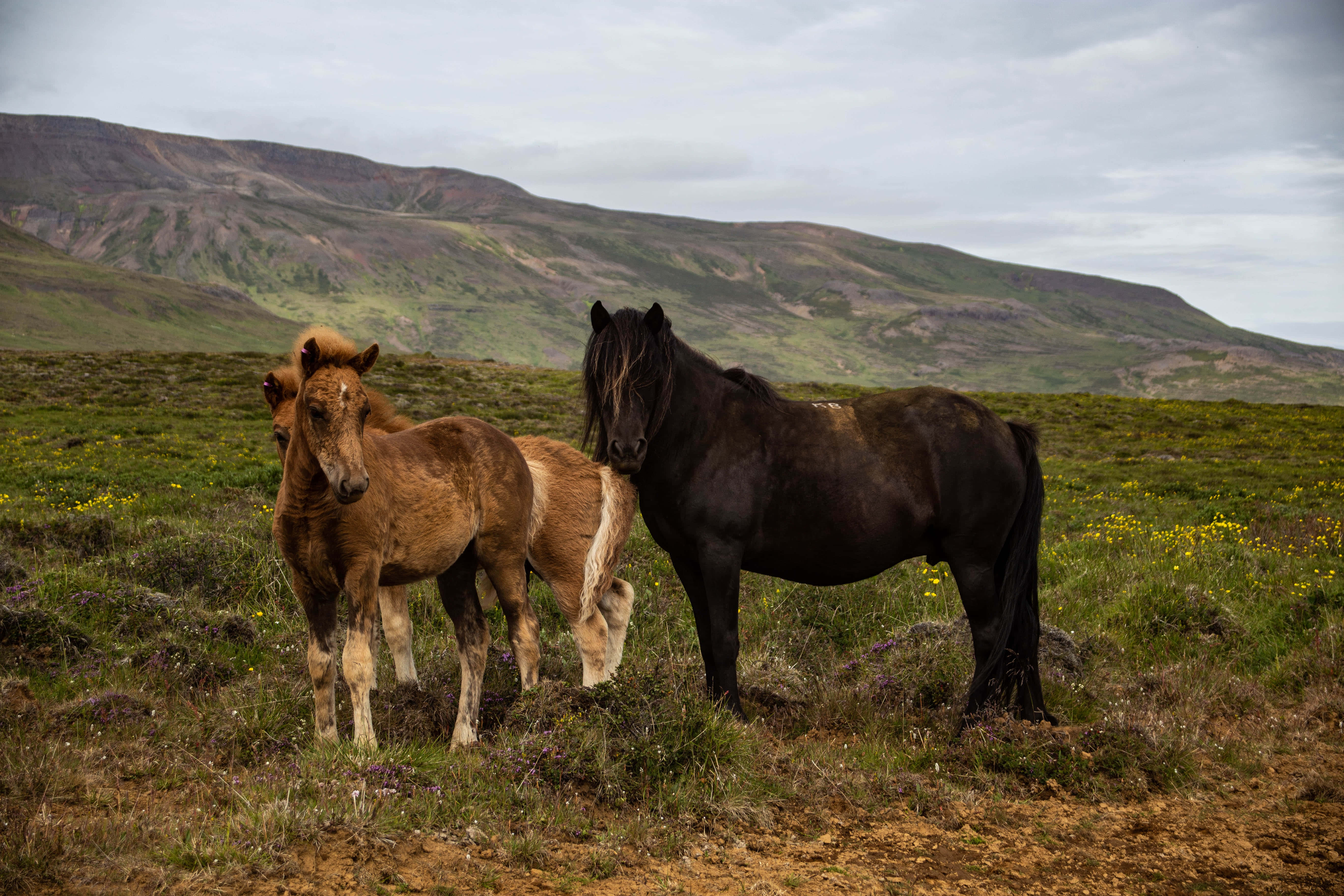 Beautiful Horses 桌布 壁紙 — 兩匹冰島馬站在一片長滿黃花的野生草地上，背景是陰天和起伏的山丘。