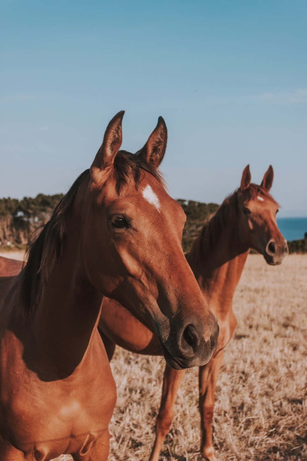 Aesthetic Animals 桌布 壁紙 — 兩匹帶有白色斑紋的栗色馬站在陽光明媚的田野中，背景是海洋和樹木。