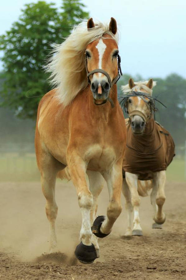 Running Horse 桌布 壁紙 — 兩匹強壯的帕洛米諾馬在塵土飛揚的賽道上並肩奔馳，踢起泥土，背景是茂密的綠樹。