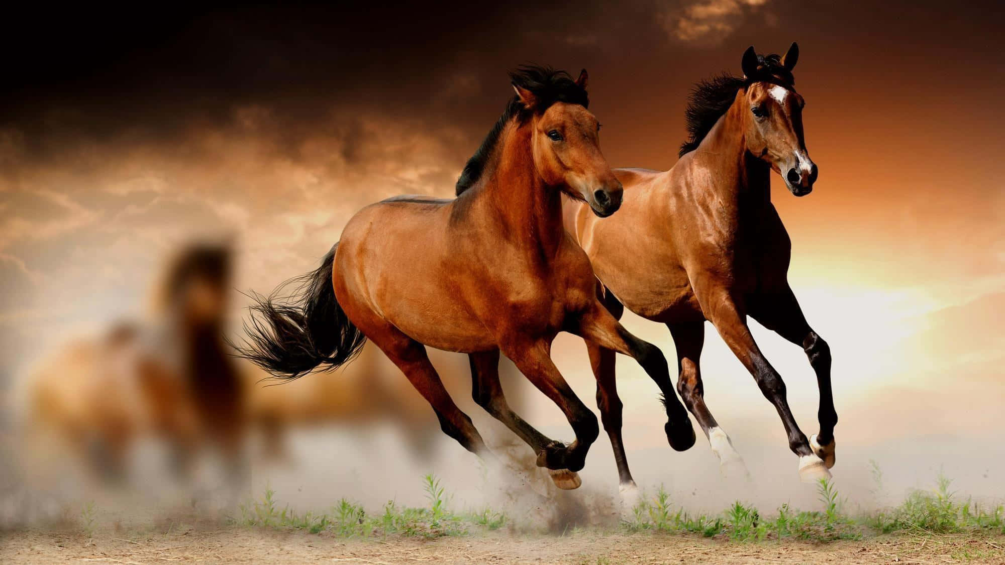 Brown Horse 桌布 壁紙 — 兩匹強壯的栗色馬在戲劇性的日落天空下並肩奔馳，揚起塵土。