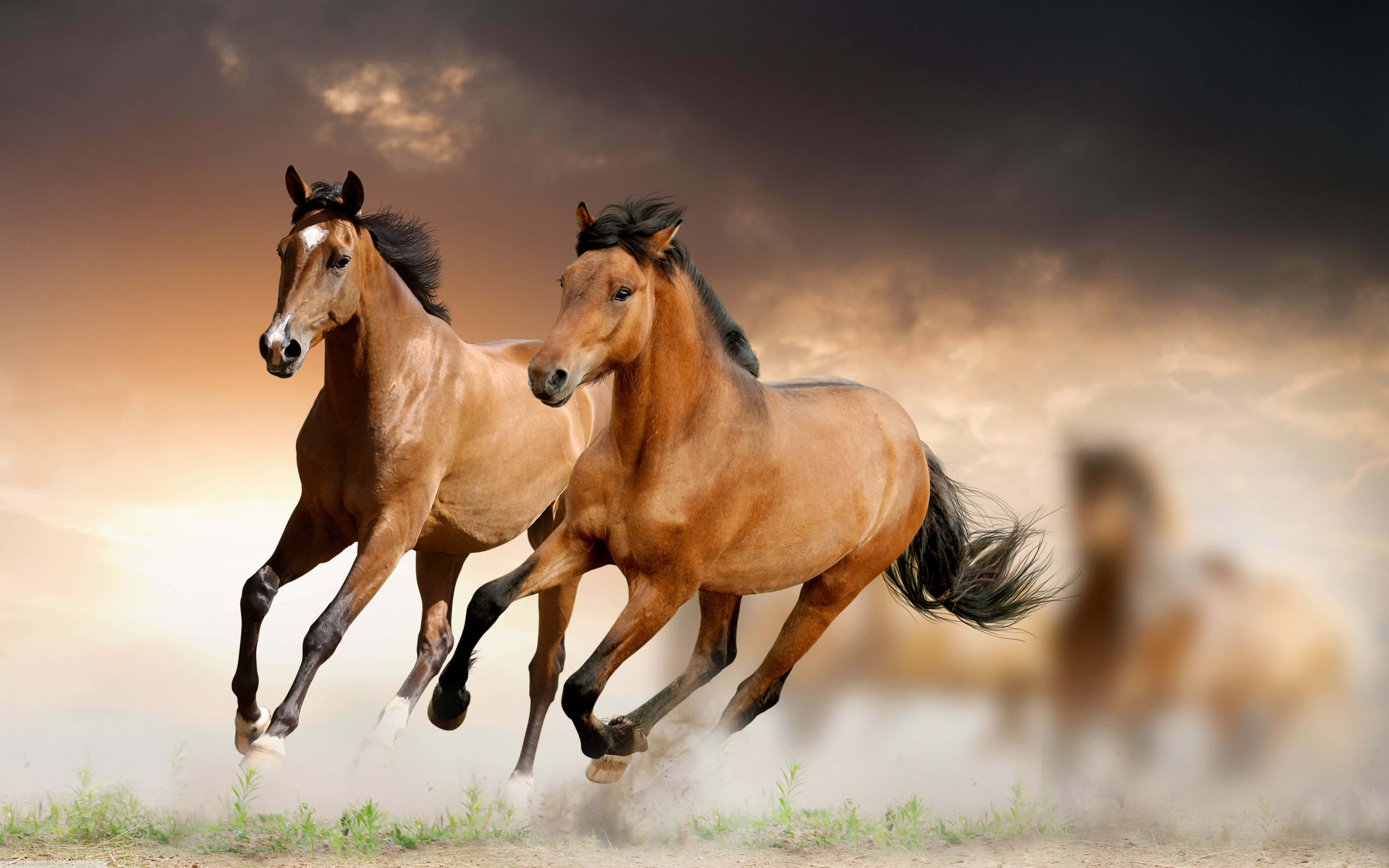 Brown Horse 桌布 壁紙 — 兩匹強壯的栗色馬在戲劇性的暮色天空下，並肩奔馳過塵土飛揚的地形。