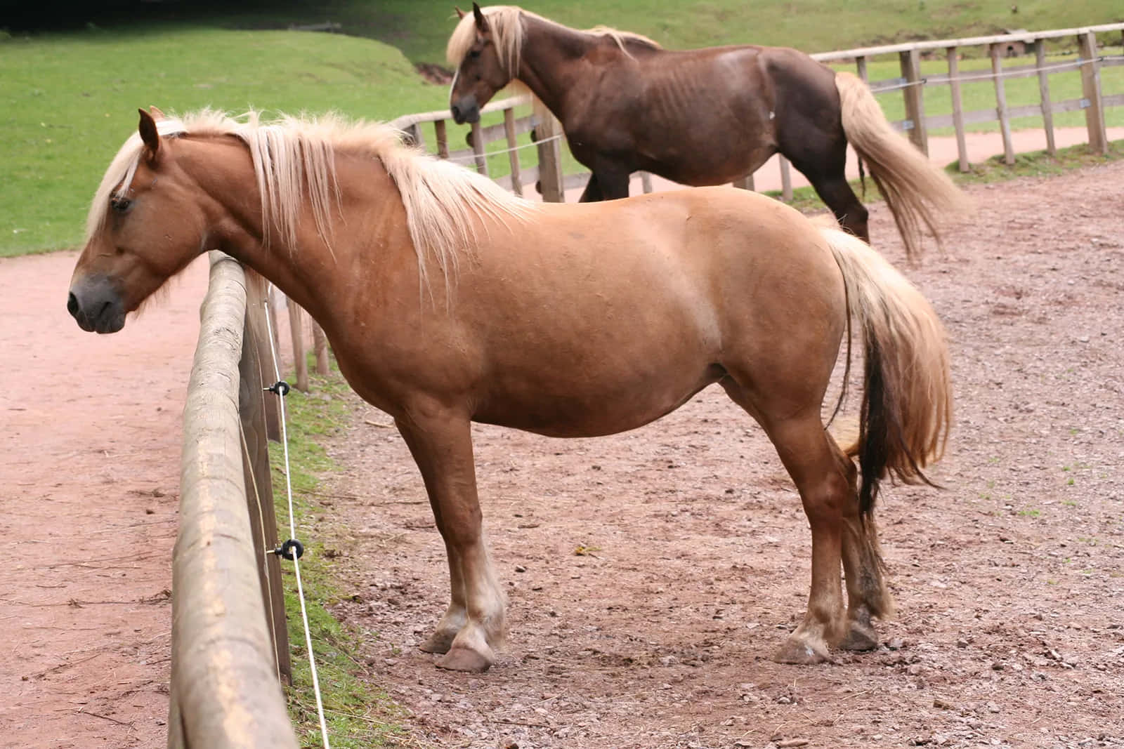 馬 桌布 壁紙 — 兩匹強壯的馬站在圍欄圍起來的 paddock 中，一匹淺棕色有金色鬃毛，另一匹深棕色，兩者都在草地上平靜地吃草。