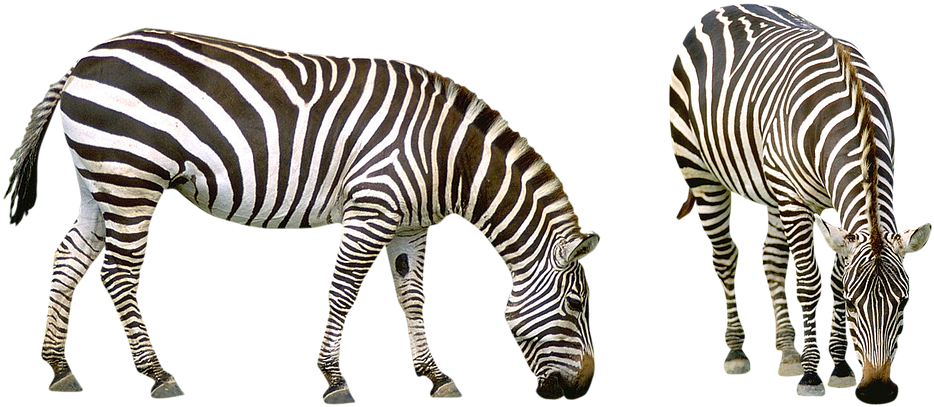 Zebra 桌布 壁紙 — 兩匹斑馬並肩吃草，以純黑背景襯托出牠們大膽的條紋圖案。