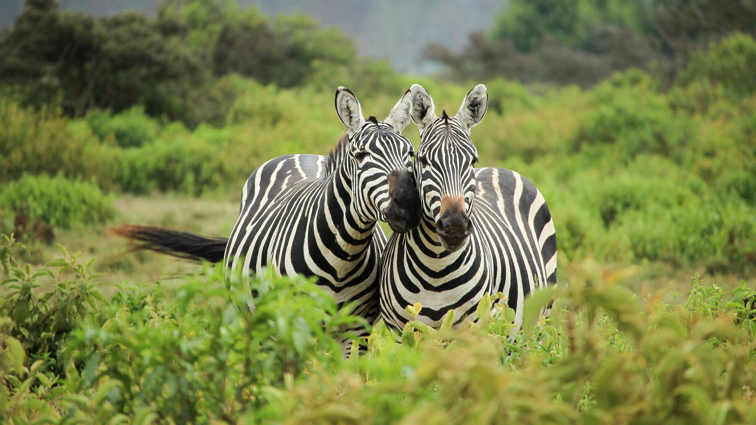 Zebra 桌布 壁紙 — 兩匹斑馬在綠意盎然的田野中緊密地站在一起，背景有柔和的樹葉和遠處的樹木，在自然日光下。
