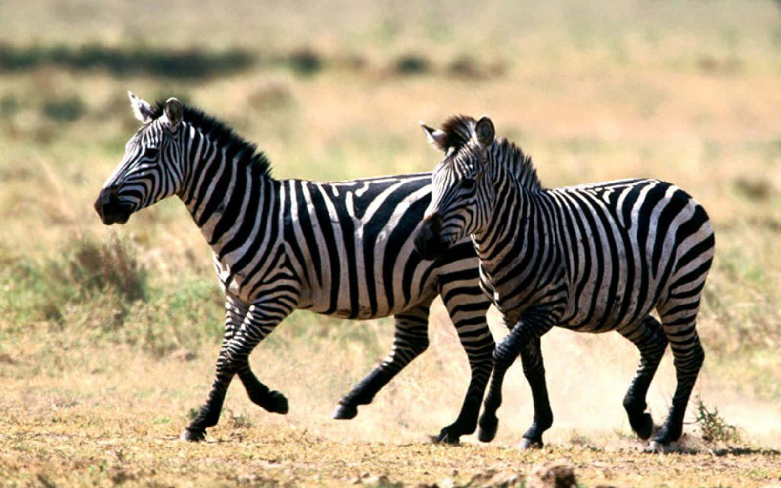 Zebra 桌布 壁紙 — 兩匹斑馬在陽光照耀的稀樹草原上並肩奔馳，草原上有乾草和遠山。
