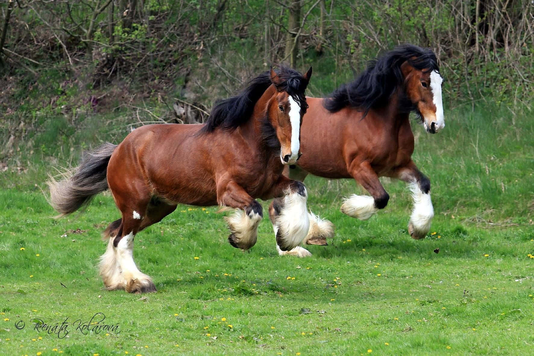 Clydesdale Horse 桌布 壁紙 — 兩匹栗色雄偉的克萊茲代爾馬，擁有黑色鬃毛和白色襪子，在點綴著黃色花朵的鮮綠色草地上強力奔馳。