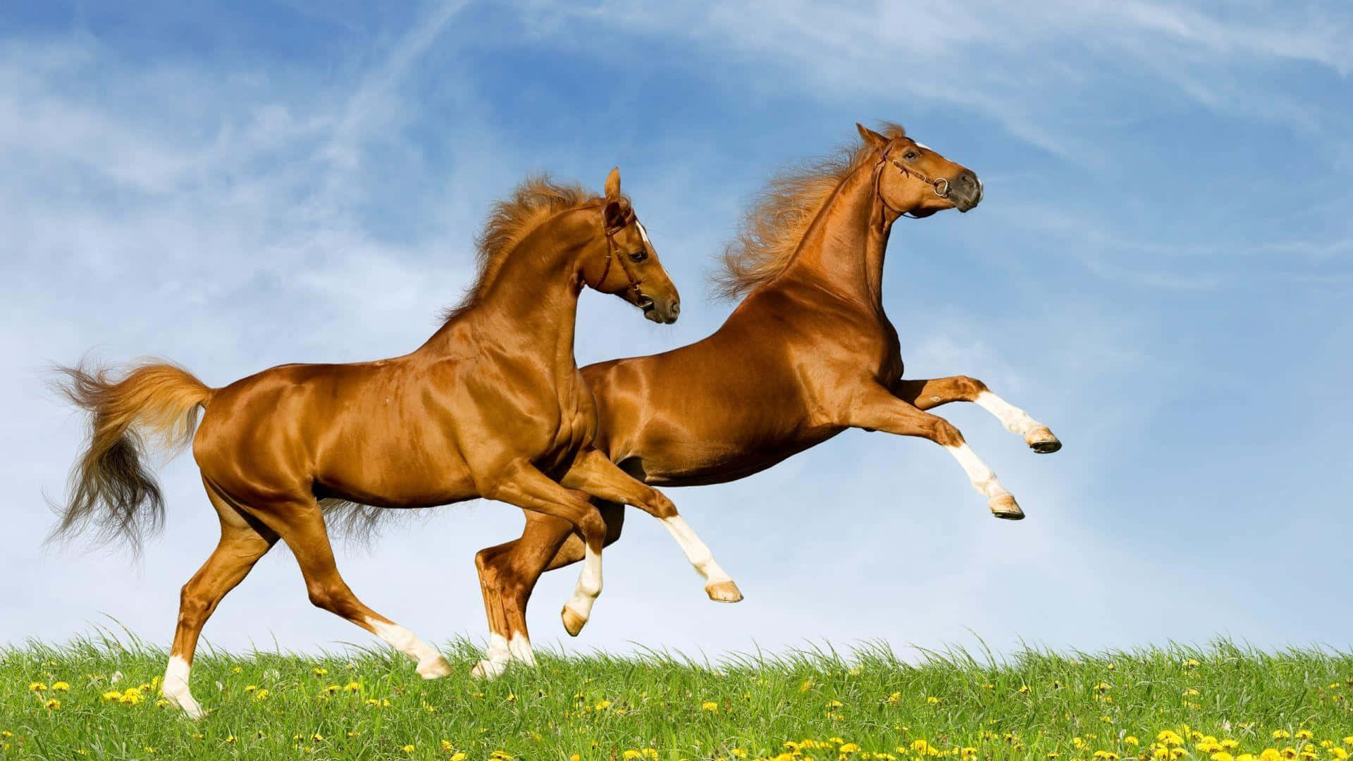 Brown Horse 桌布 壁紙 — 兩匹栗色馬在陽光明媚、點綴著黃色花朵的草地上，在晴朗的藍天下自由奔馳。