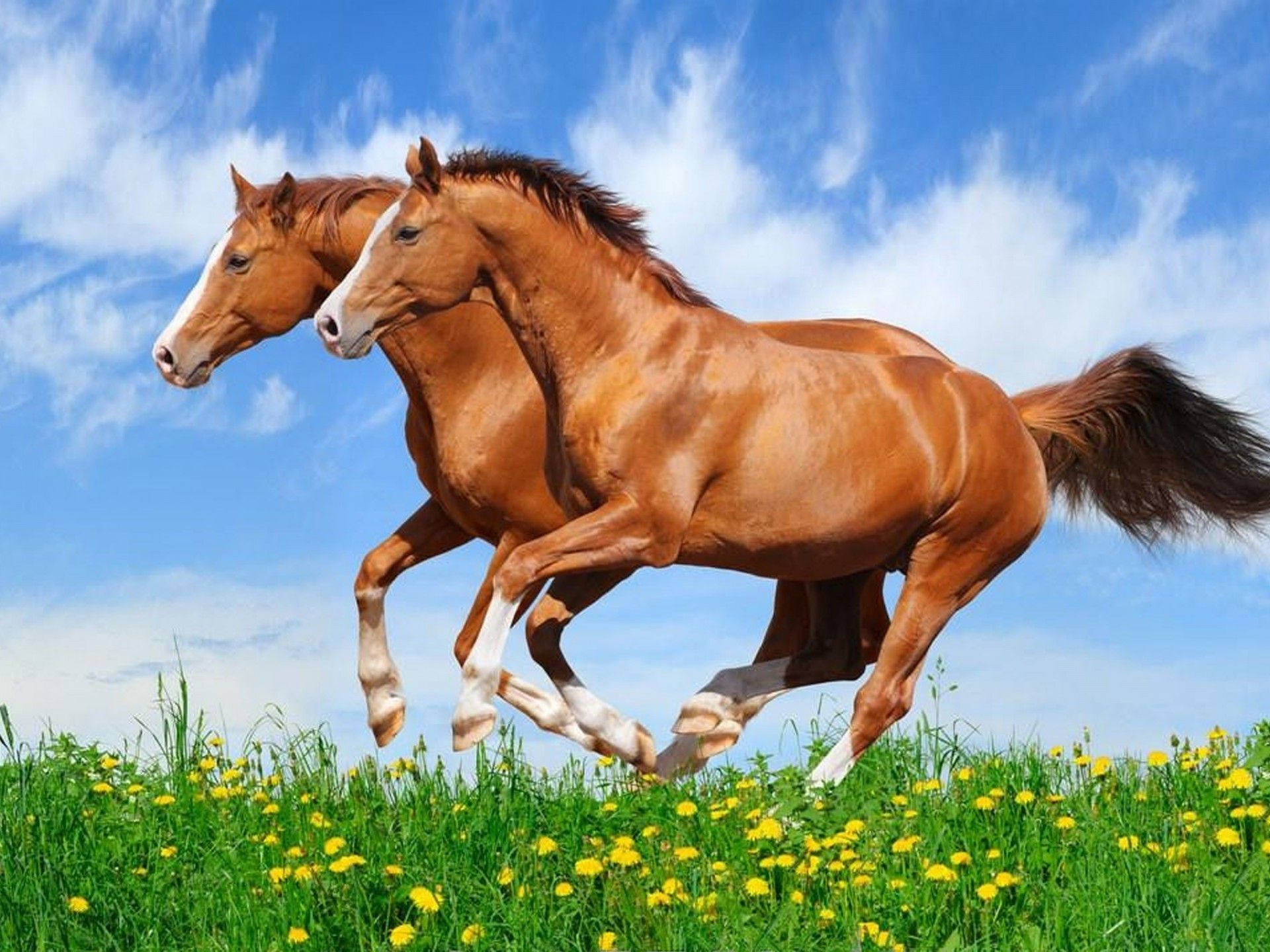可愛的馬 桌布 壁紙 — 兩匹栗色馬在鮮綠色草地上奔馳，草地上點綴著黃色蒲公英，天空湛藍，白雲蓬鬆。