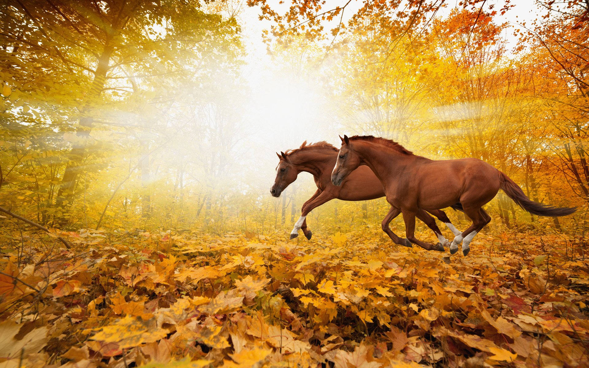 Autumn Season 桌布 壁紙 — 兩匹栗色馬奔騰穿過陽光普照、鋪滿金色落葉的秋日森林。