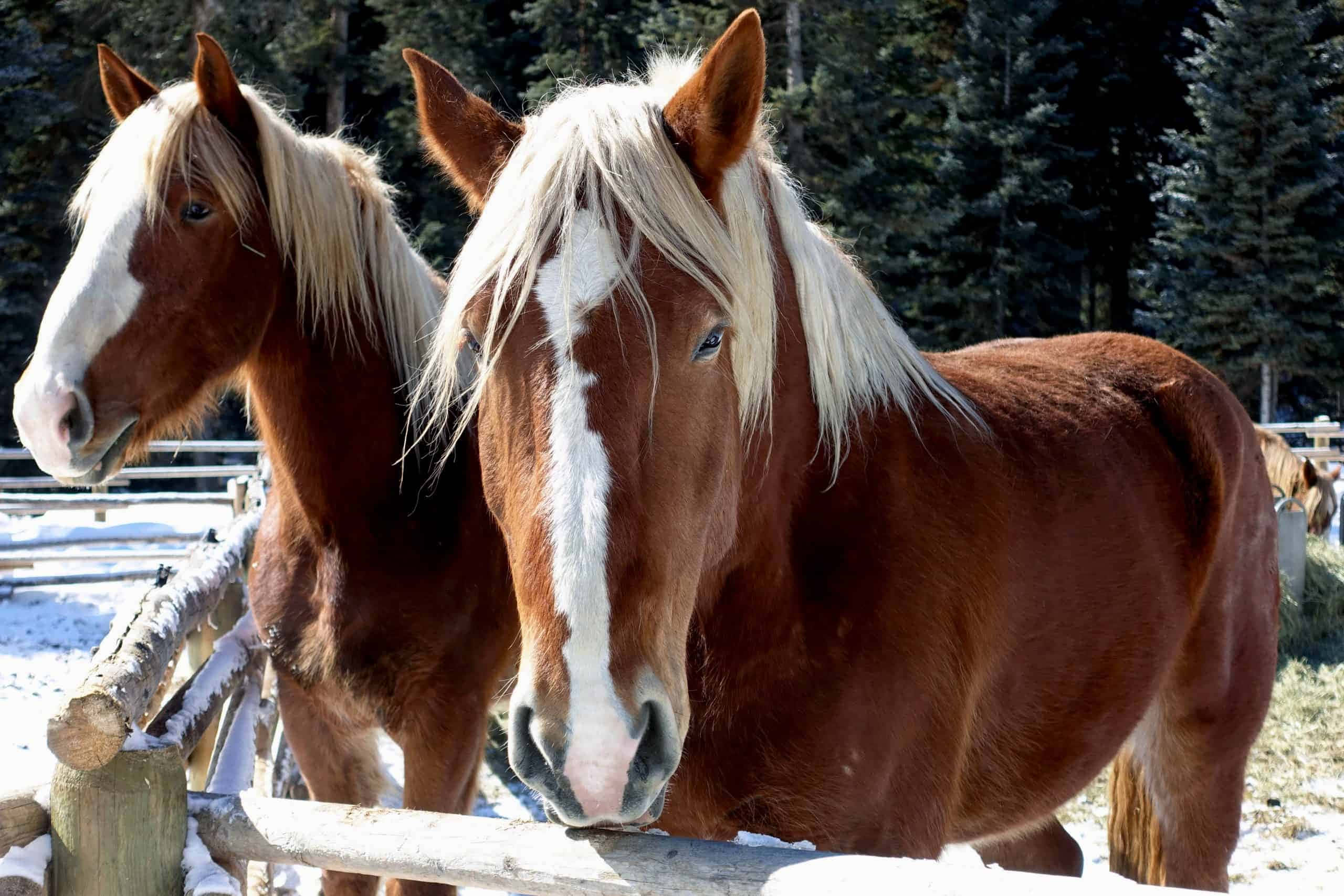 Clydesdale Horse 桌布 壁紙 — 兩匹棕色馬匹，白色鬃毛，緊貼著灑滿雪的木柵欄，站在冬季牧場中。