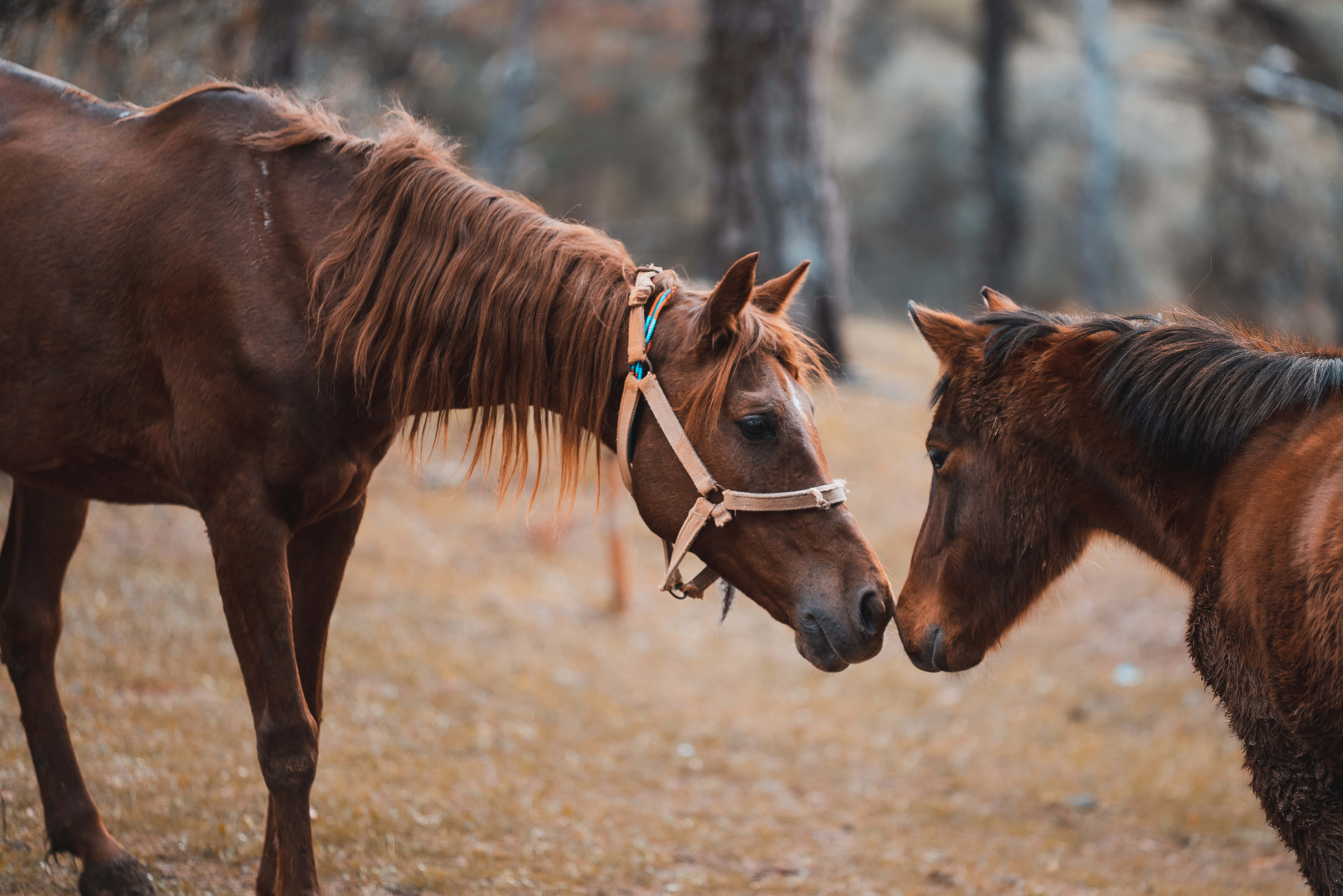 Beautiful Horses 桌布 壁紙 — 兩匹棕色馬在陽光普照的森林空地中親暱地互相摩擦鼻子，背景是模糊的樹木。