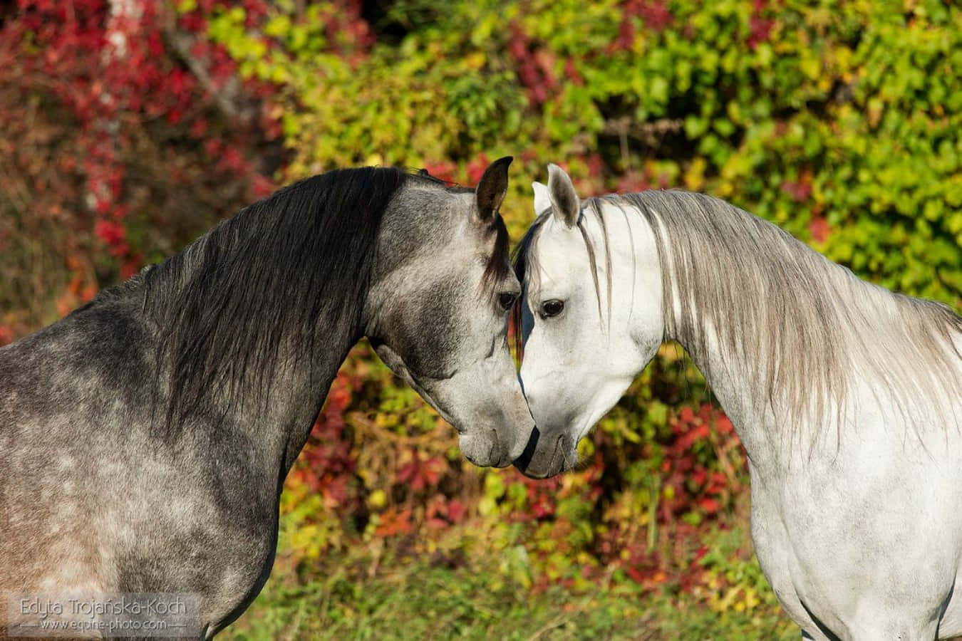 Arabian Horses 桌布 壁紙 — 兩匹毛色對比鮮明的優雅馬匹在充滿活力的秋葉背景下親暱地依偎。
