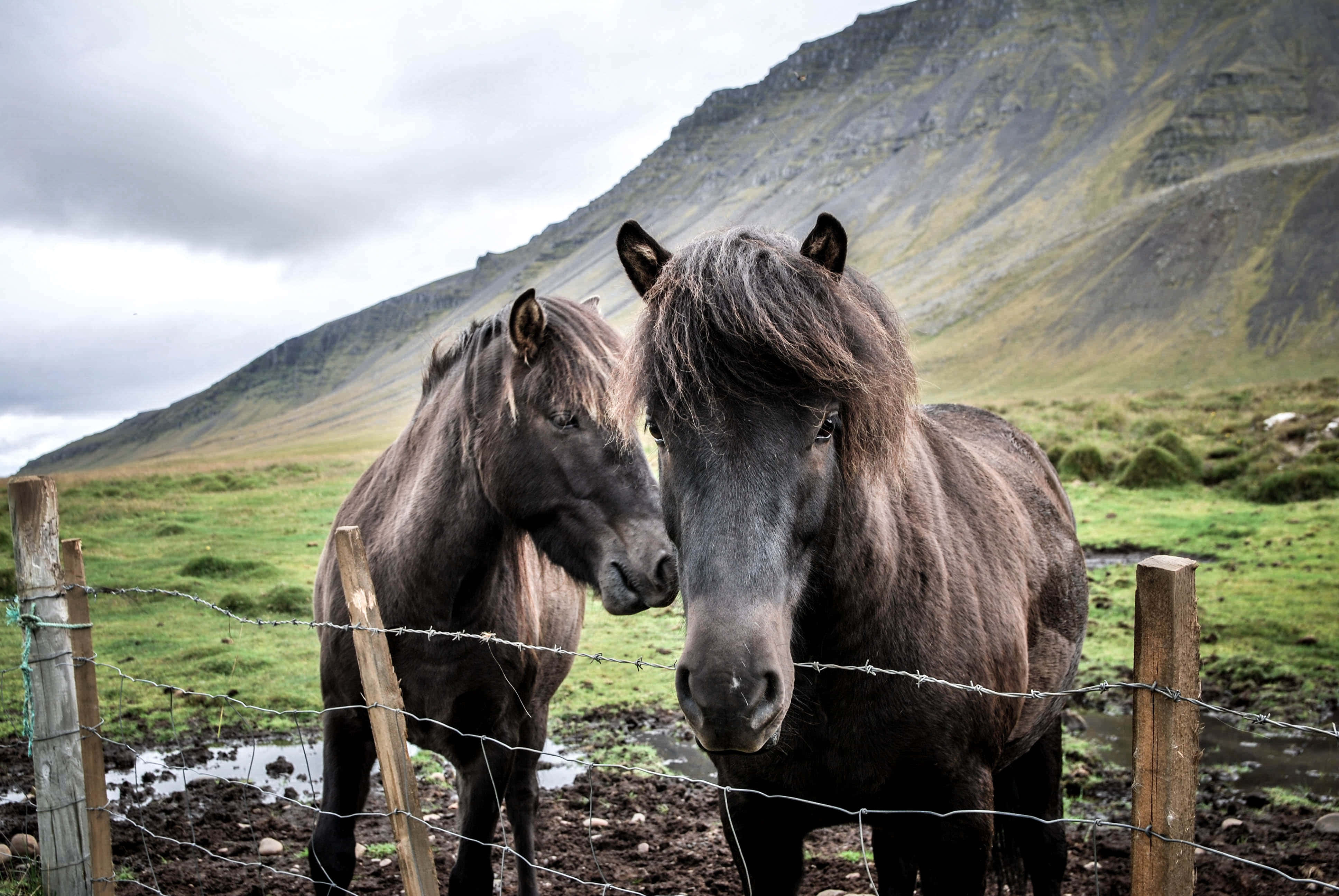 Beautiful Horses 桌布 壁紙 — 兩匹深色的冰島馬站在帶刺鐵絲網圍欄後面，背景是霧氣瀰漫的綠色山谷和崎嶇的山脈。