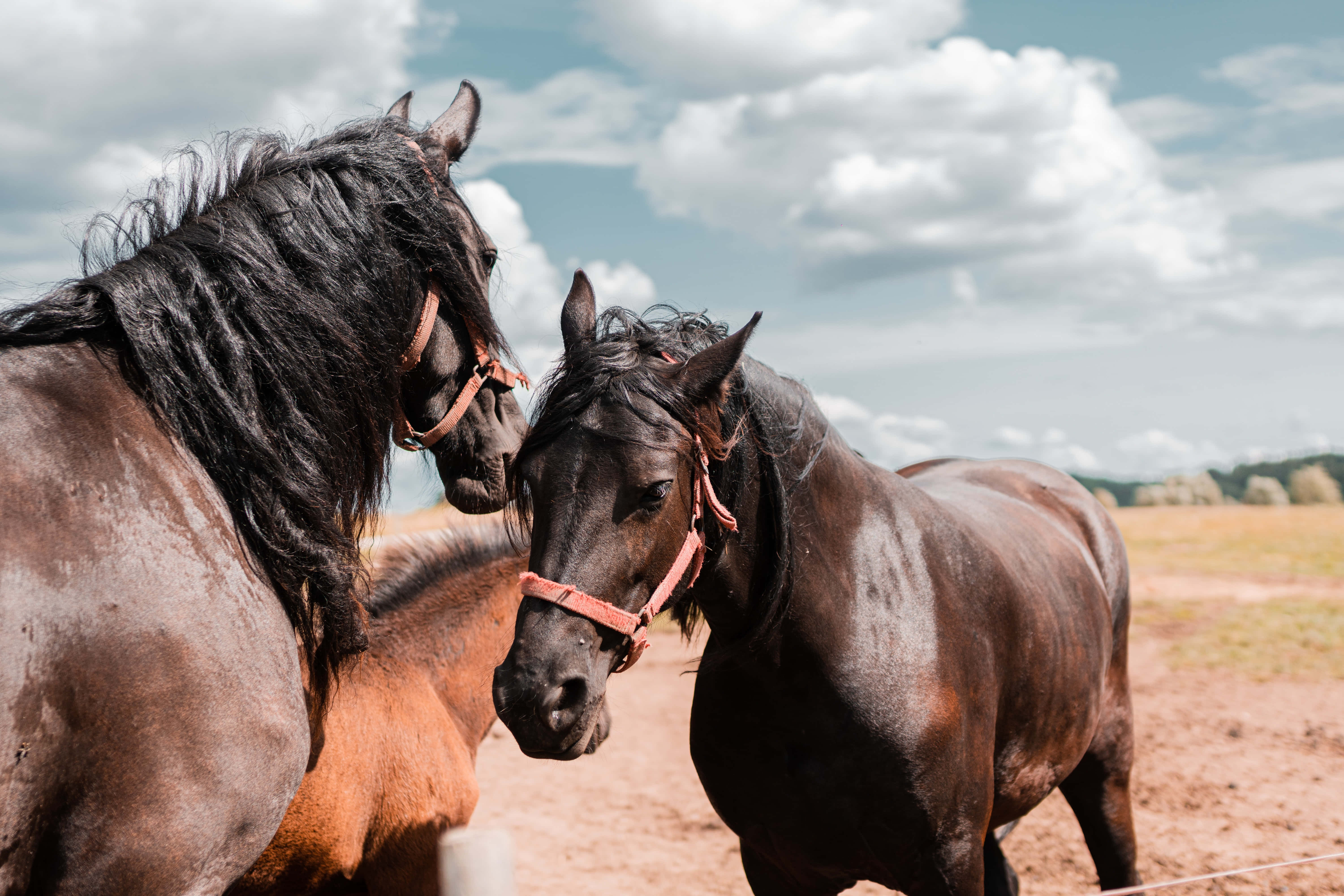 Beautiful Horses 桌布 壁紙 — 兩匹深色馬匹，鬃毛飄逸，在陽光照耀的草地上，於多雲的天空下互相依偎。