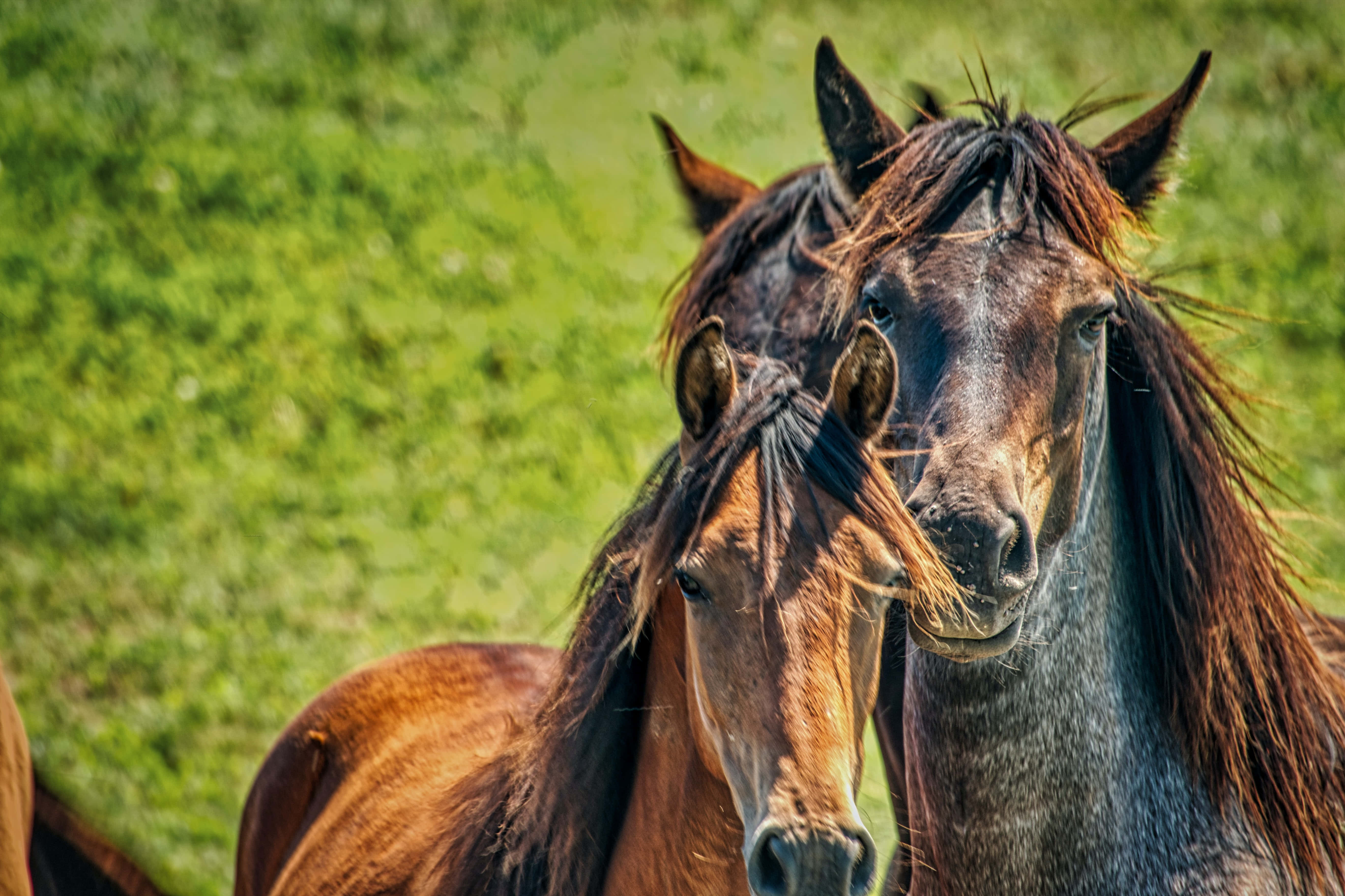 Beautiful Horses 桌布 壁紙 — 兩匹深色鬃毛的馬匹在陽光明媚的綠色田野中緊密站立，牠們的眼睛以平靜而強烈的目光注視著相機。