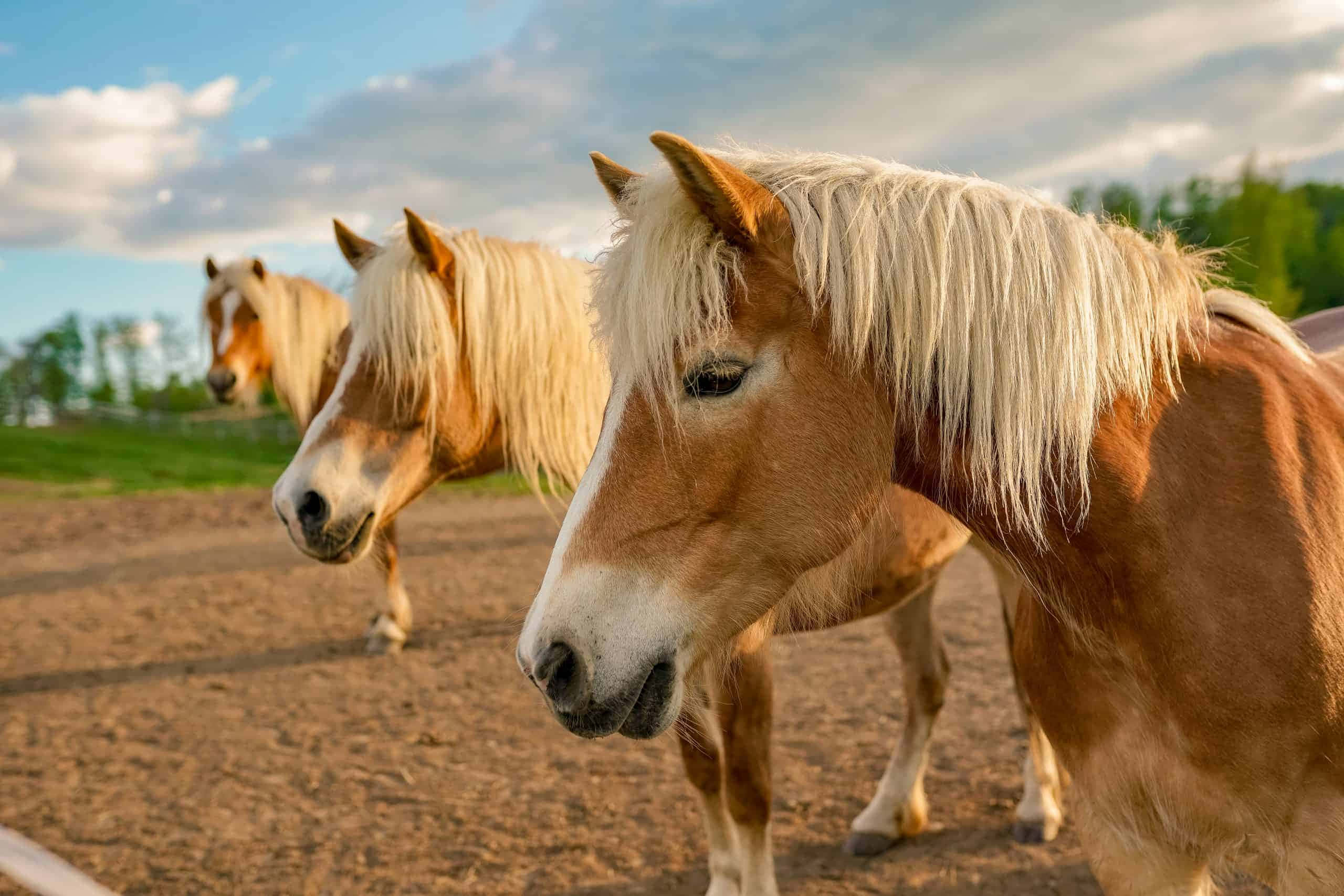 pony 桌布 壁紙 — 兩匹淺棕色馬匹，飄逸白色鬃毛，站在陽光普照的泥地田野中，天空部分多雲。