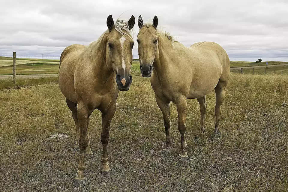 Pretty Horses 桌布 壁紙 — 兩匹淺棕色馬匹在多雲的天空下的草地上緊密地站在一起。