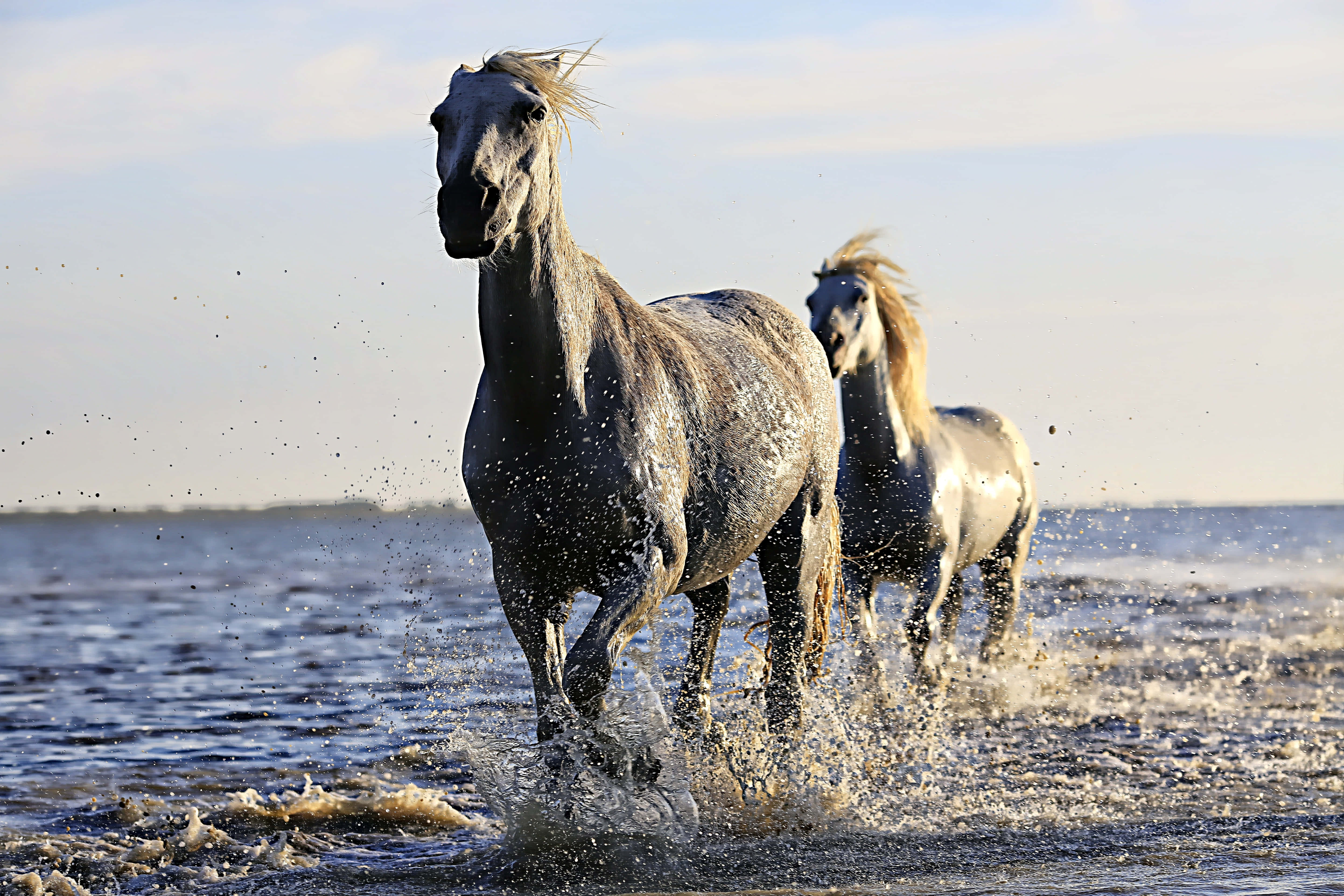 Beautiful Horses 桌布 壁紙 — 兩匹灰色馬在淺水中奔馳，在明亮的天空下濺起水花。