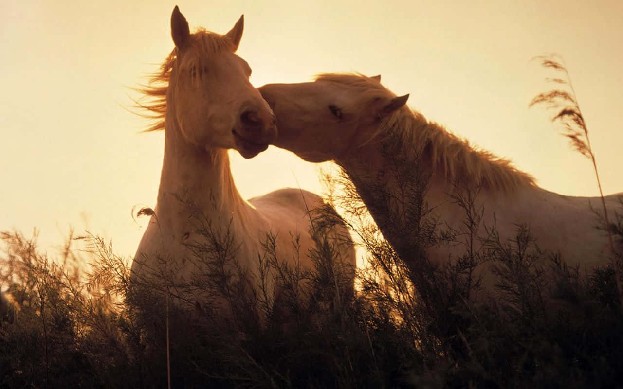 Pretty Horse 桌布 壁紙 — 兩匹白馬在金色夕陽的草地上，在溫暖的逆光中親暱地磨蹭。