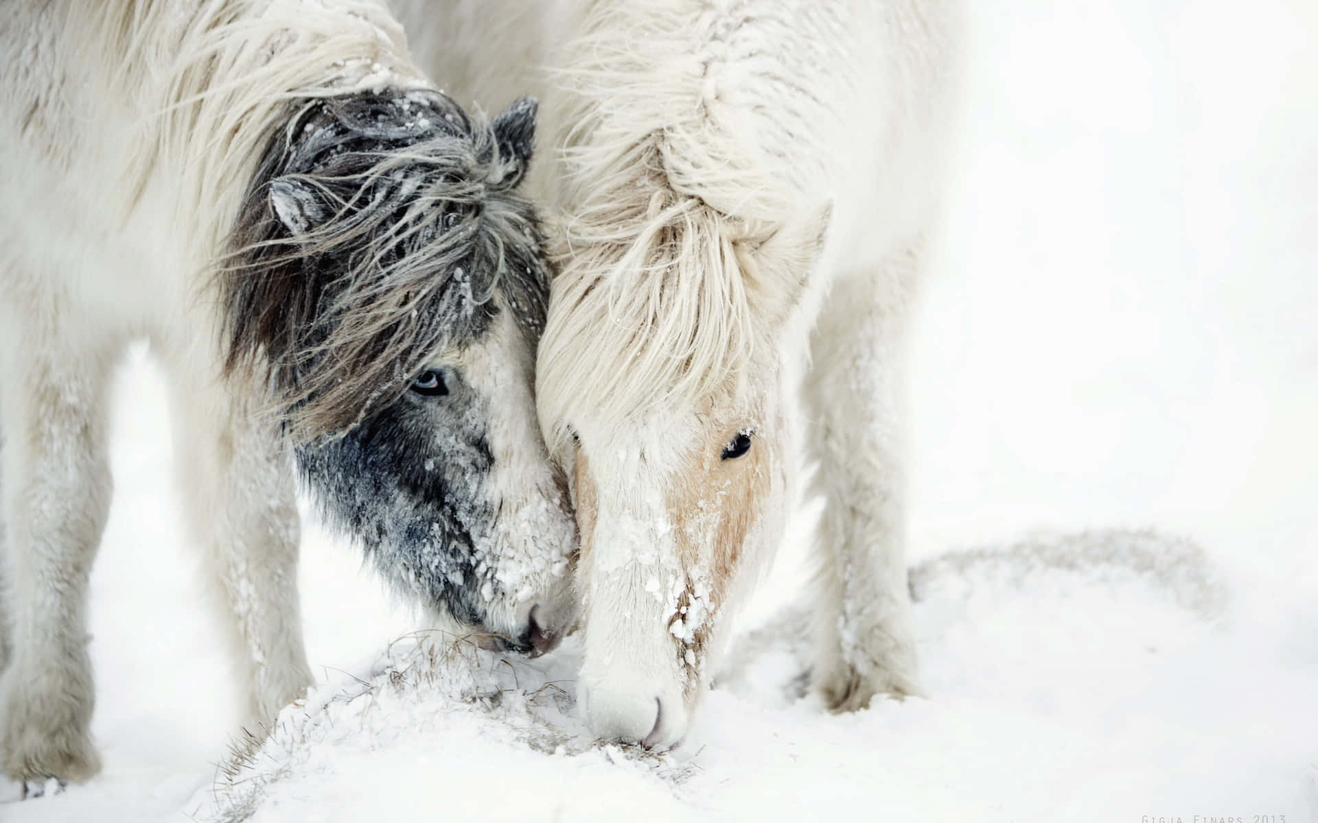 Cool Horse 桌布 壁紙 — 兩匹覆蓋著雪的冰島馬在純白積雪覆蓋的寧靜冬季景觀中互相依偎。