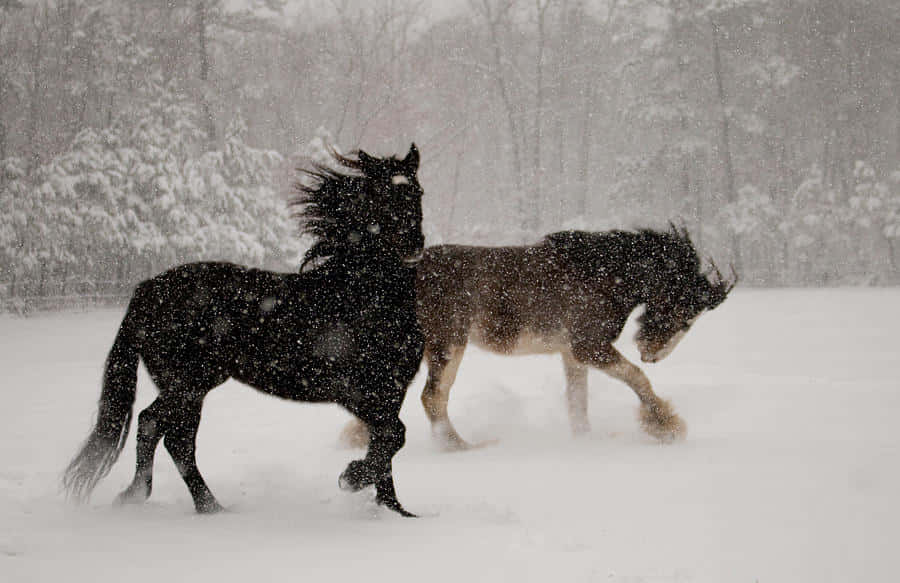 Pretty Horses 桌布 壁紙 — 兩匹野馬在白雪皚皚的森林中，穿過一場猛烈的暴風雪奔騰，雪花在牠們周圍盤旋。