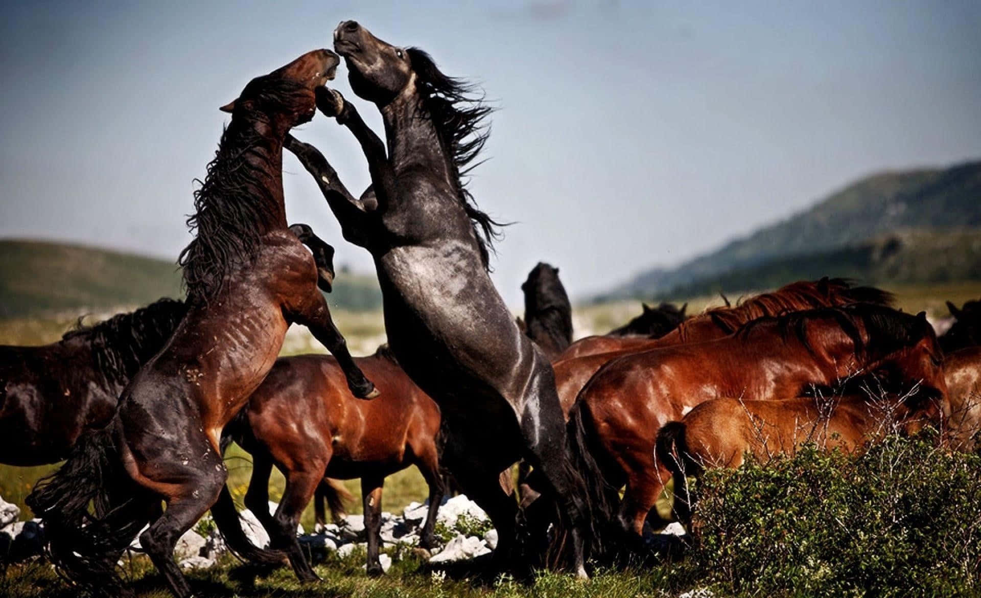 Mustang Horse 桌布 壁紙 — 兩匹野馬在陽光照耀的草地上，於馬群中揚起前蹄，蹄子相撞，場面戲劇性十足。