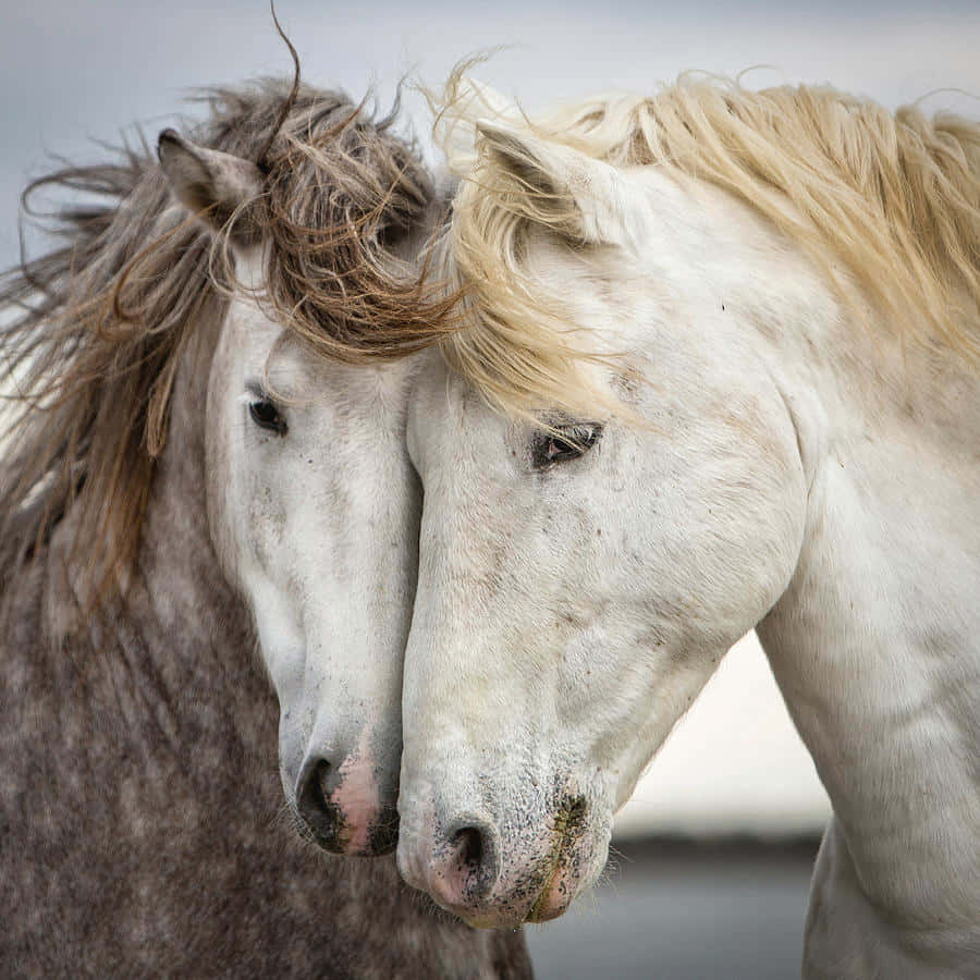 Pretty Horses 桌布 壁紙 — 兩匹野馬隨風飄揚的鬃毛在柔和的灰色天空下，溫柔地互相蹭鼻子。