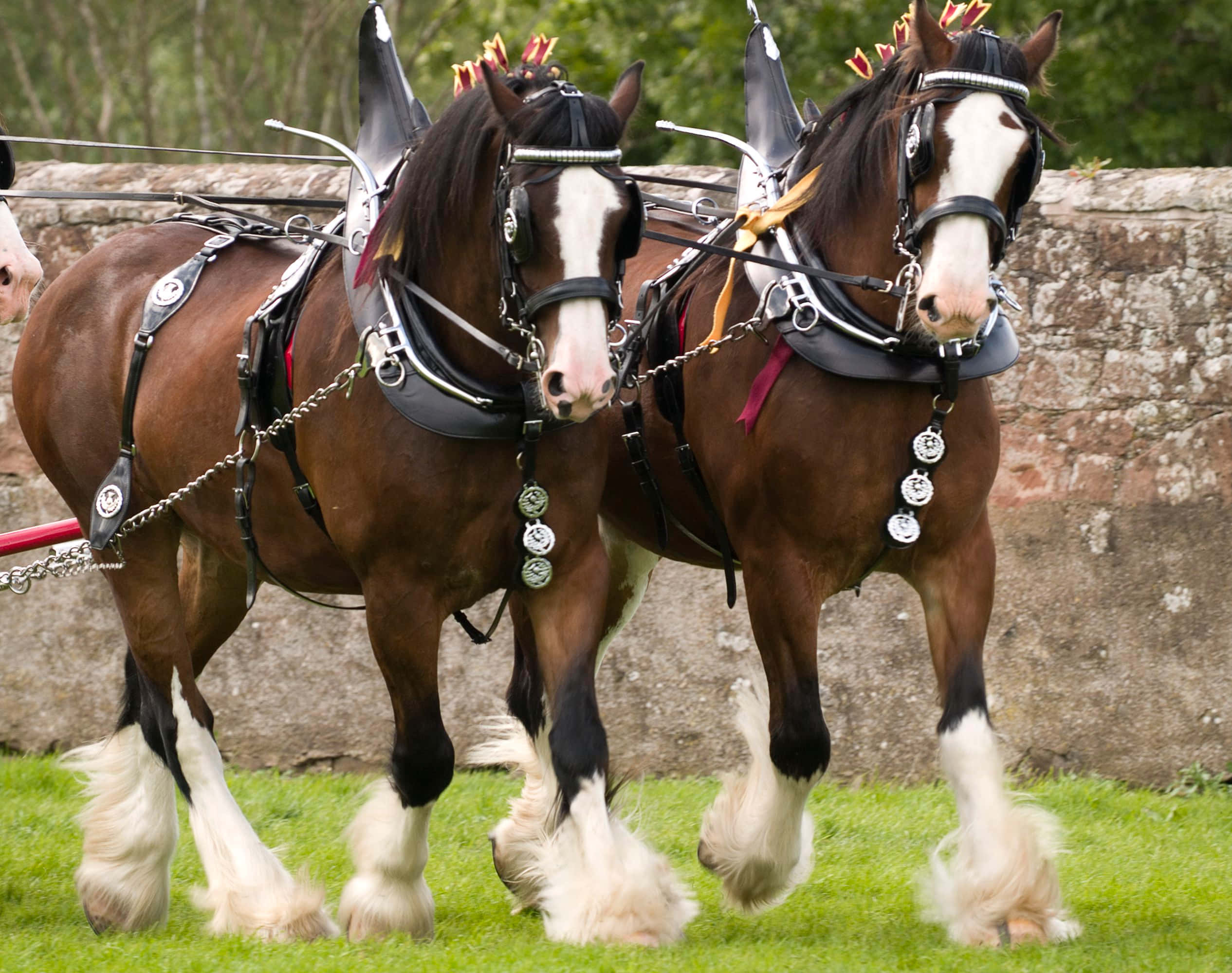 Clydesdale Horse 桌布 壁紙 — 兩匹雄偉的克萊茲代爾馬，擁有羽毛般的蹄子和華麗的馬具，自豪地站在充滿活力的綠色草地上，旁邊是一面風化的石牆。