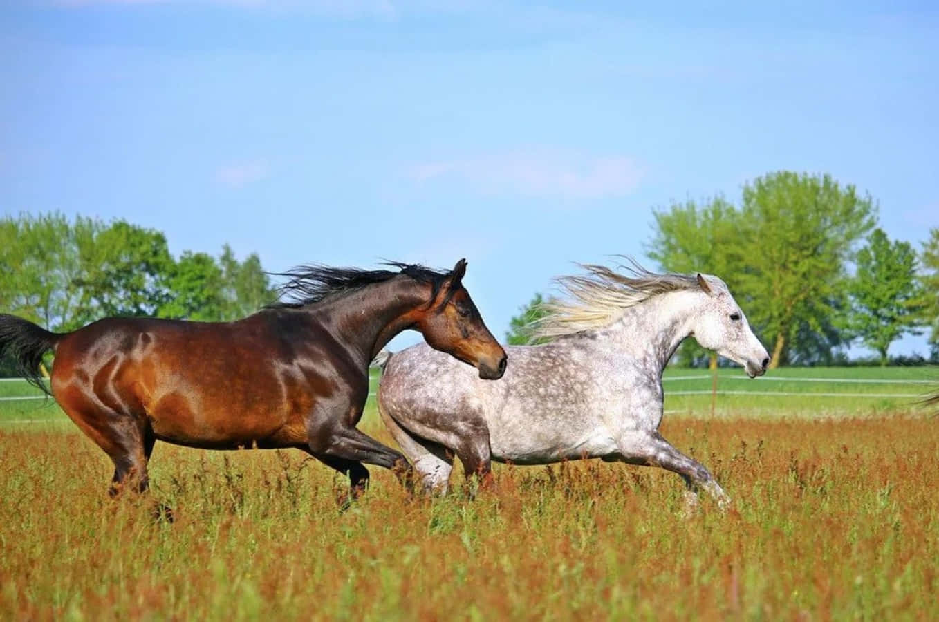 Arabian Horses 桌布 壁紙 — 兩匹雄偉的馬在晴朗的藍天下，並肩奔馳在陽光照耀的高草田野中。
