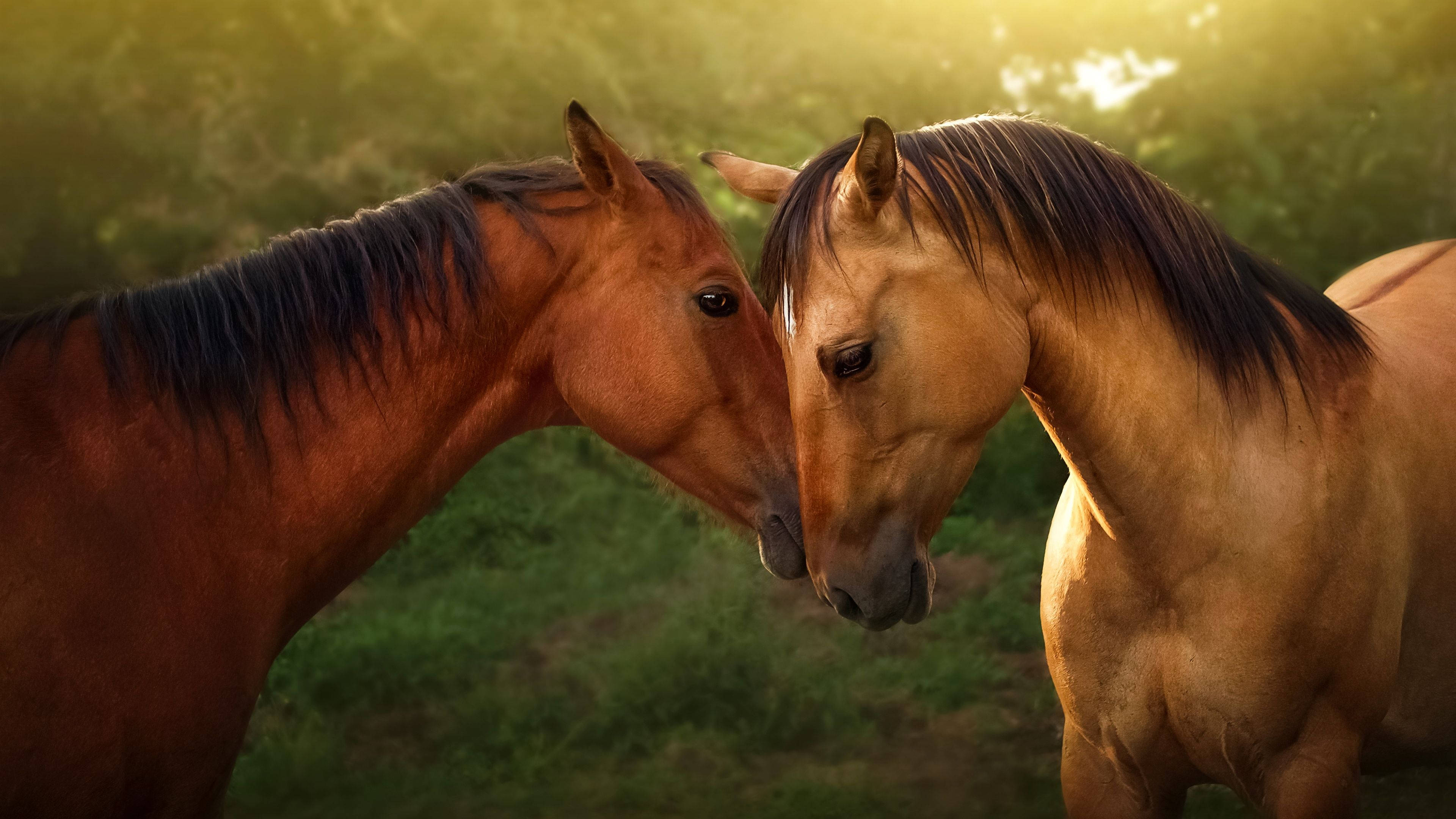 動物 桌布 壁紙 — 兩匹雄偉的馬在陽光明媚、帶有金色逆光的草地上親暱地依偎。