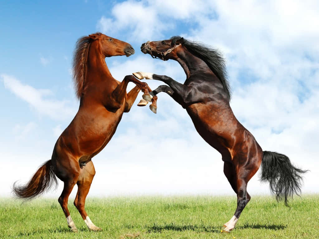 Pretty Horse 桌布 壁紙 — 兩匹雄偉的馬用後腿站起來，在藍天白雲下鎖住蹄子。
