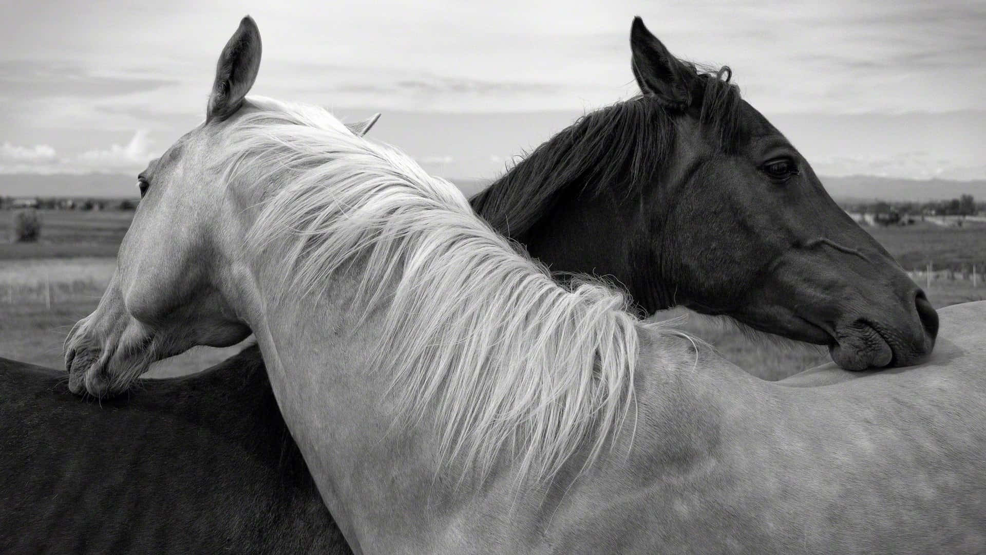 Cool Horse 桌布 壁紙 — 兩匹馬，一白一黑，在寧靜的黑白田野場景中緊靠休息。